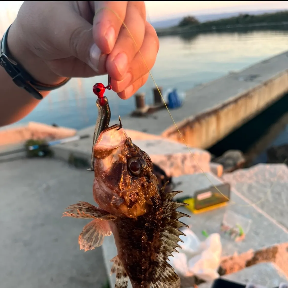 The most recent Black scorpionfish catches on Fishbrain