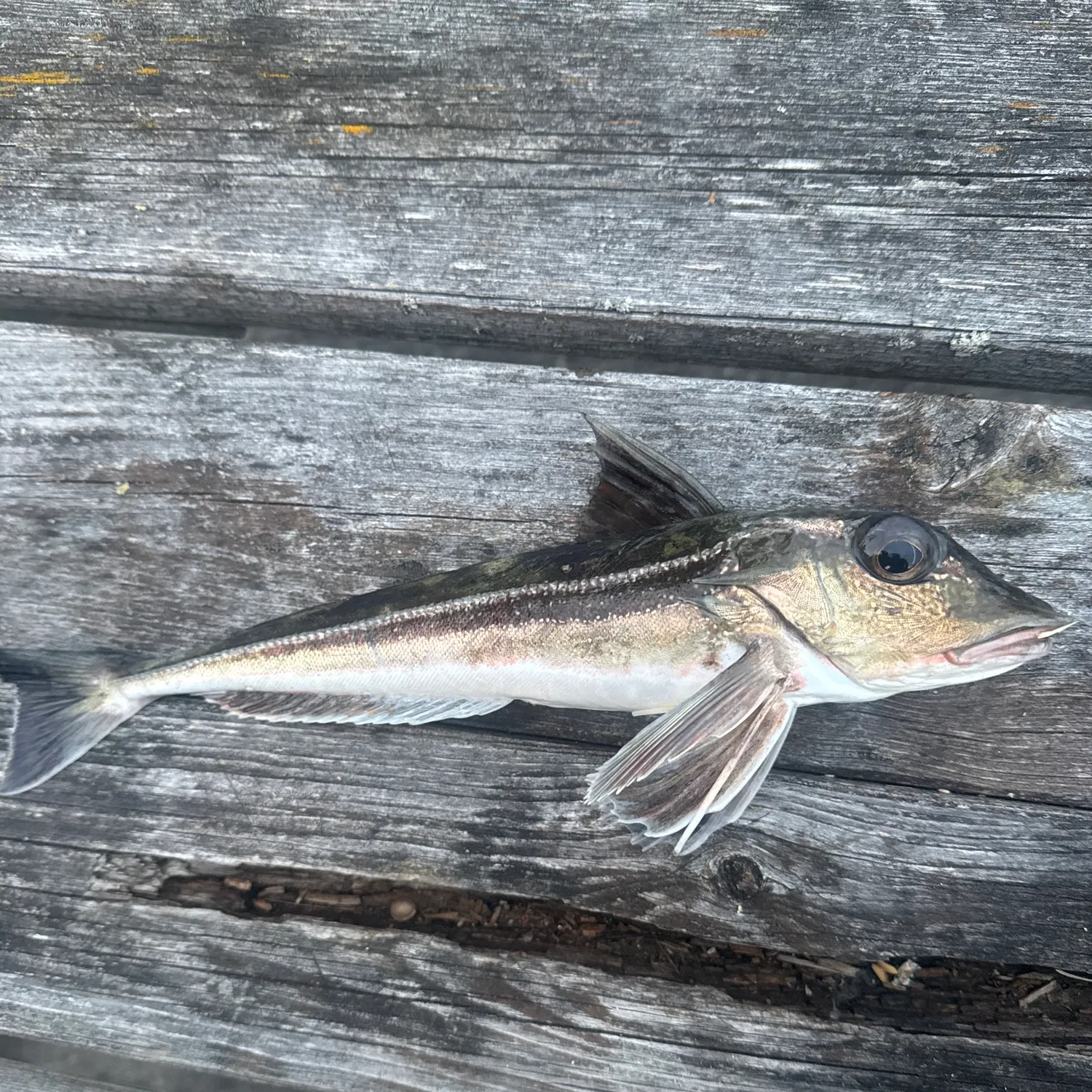 Grey gurnard caught on Fishbrain