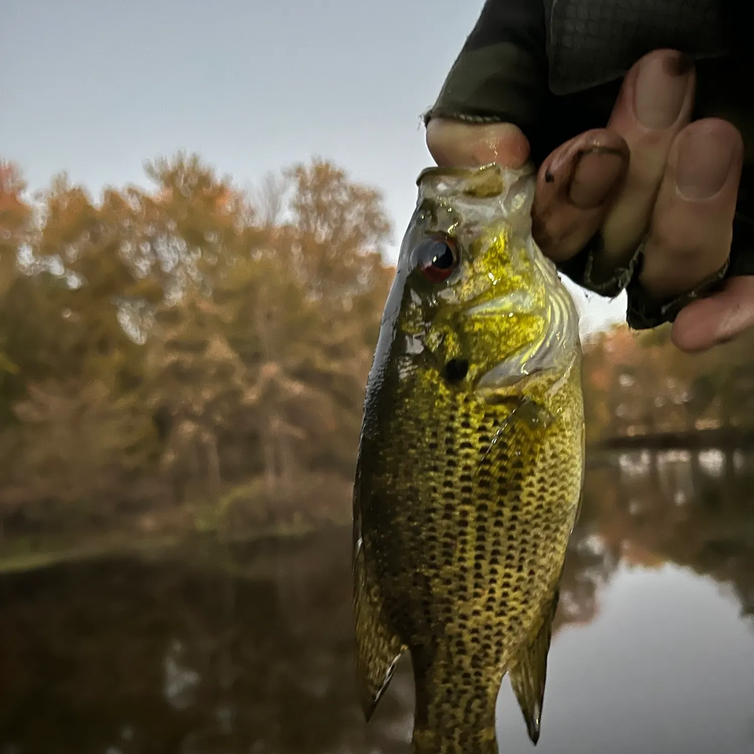 Rock bass caught on Fishbrain