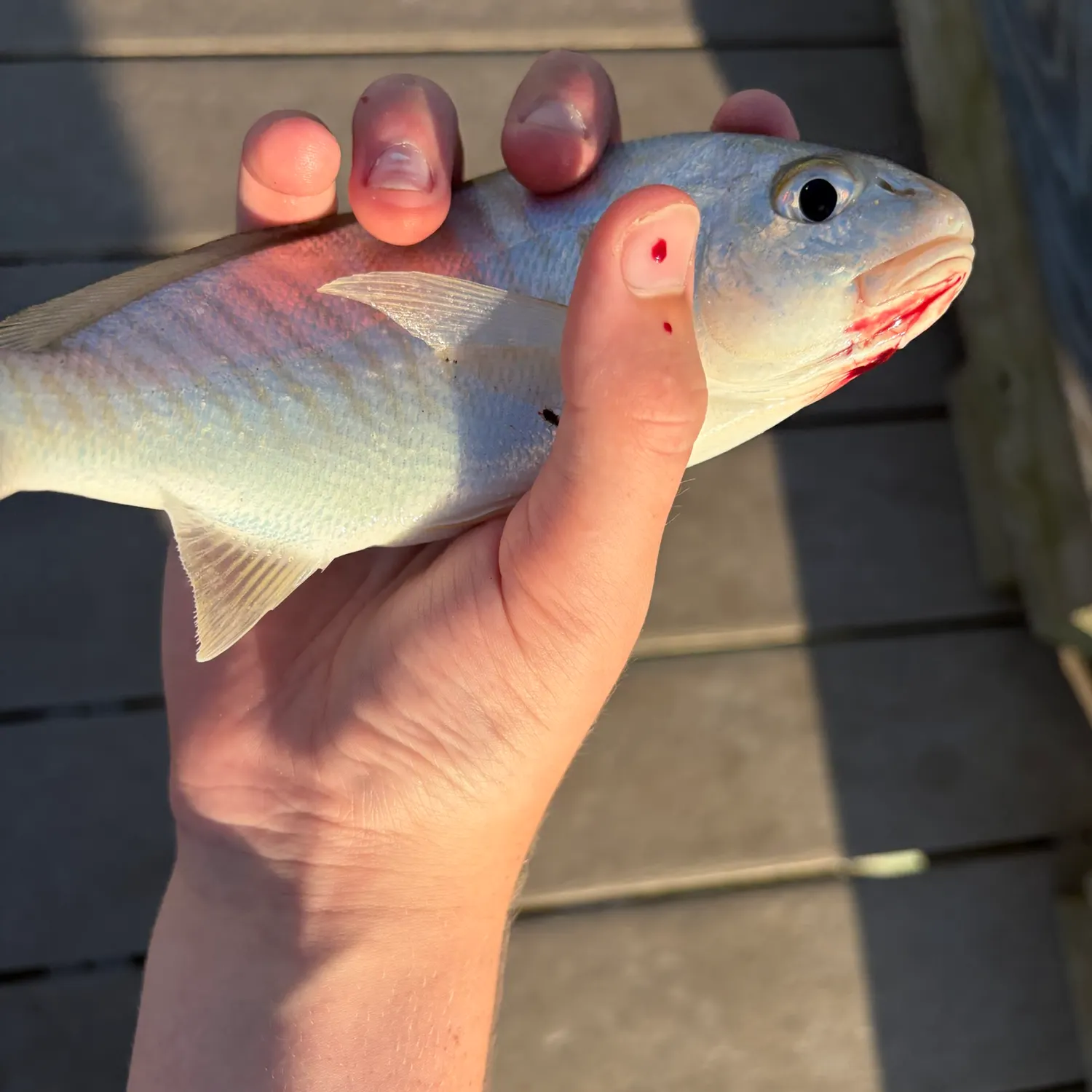 Spot croaker caught on Fishbrain