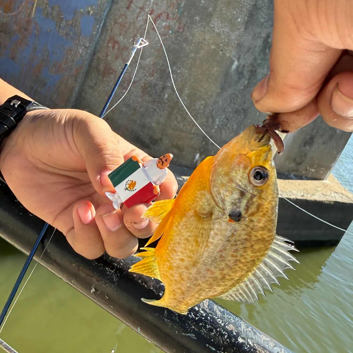 Pumpkinseed caught on Fishbrain