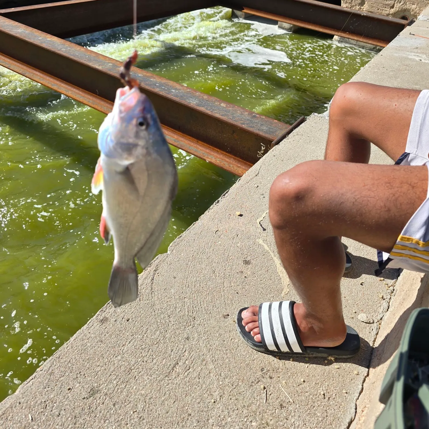 Freshwater drum caught on Fishbrain