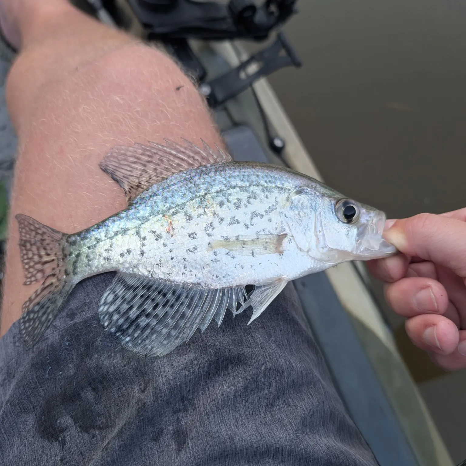 The most recent Black crappie catches on Fishbrain