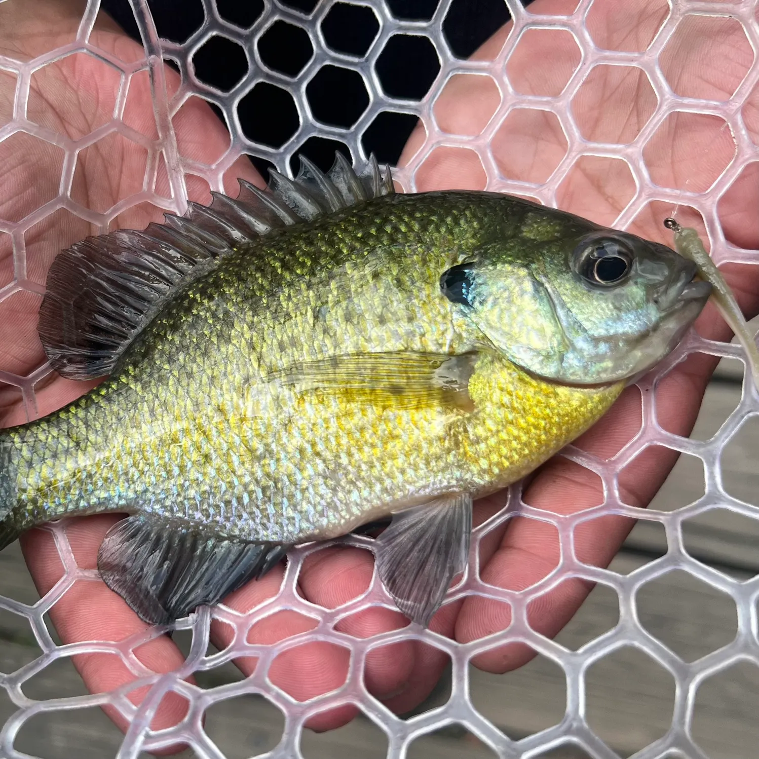 Bluegill caught on Fishbrain