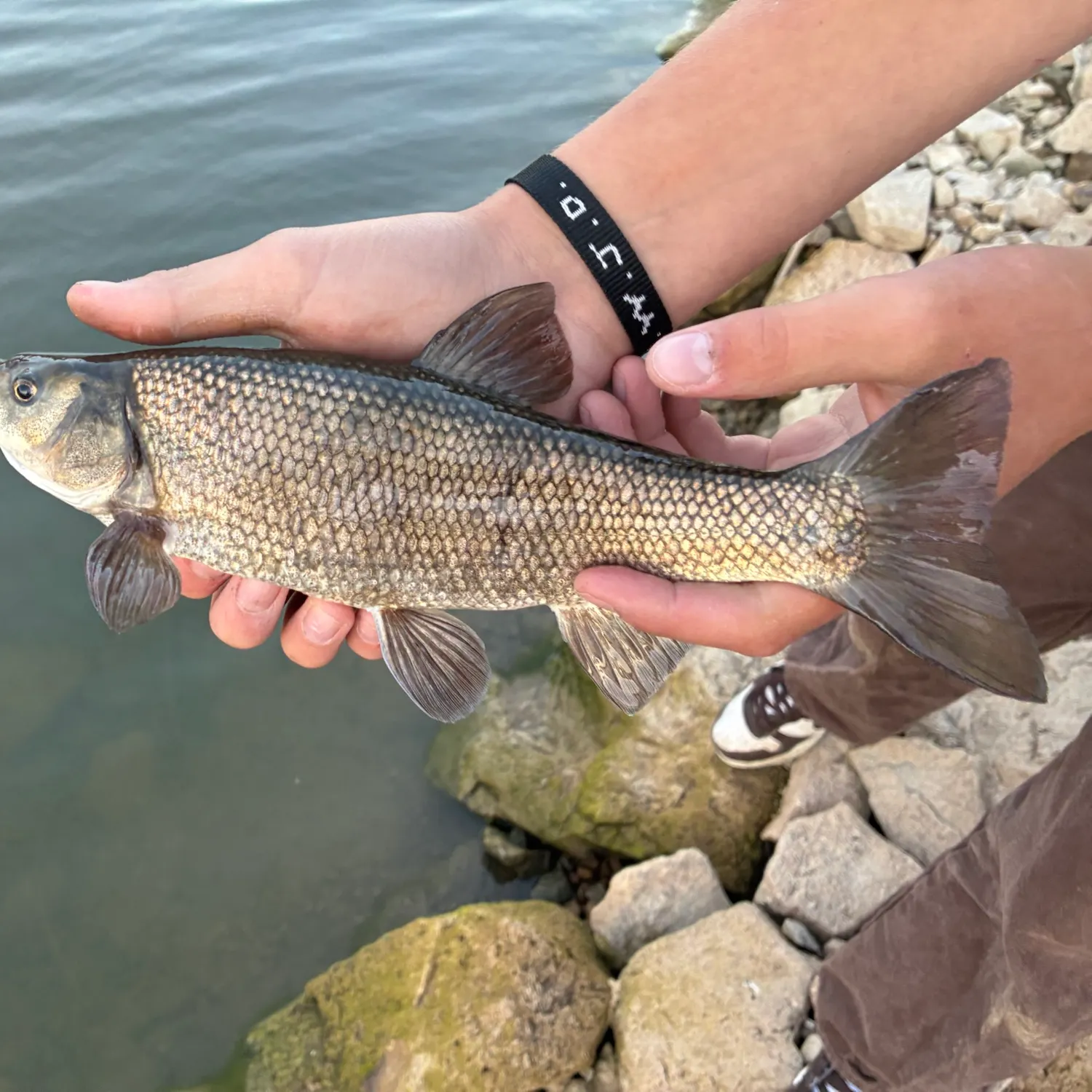 The most recent Utah chub catches on Fishbrain