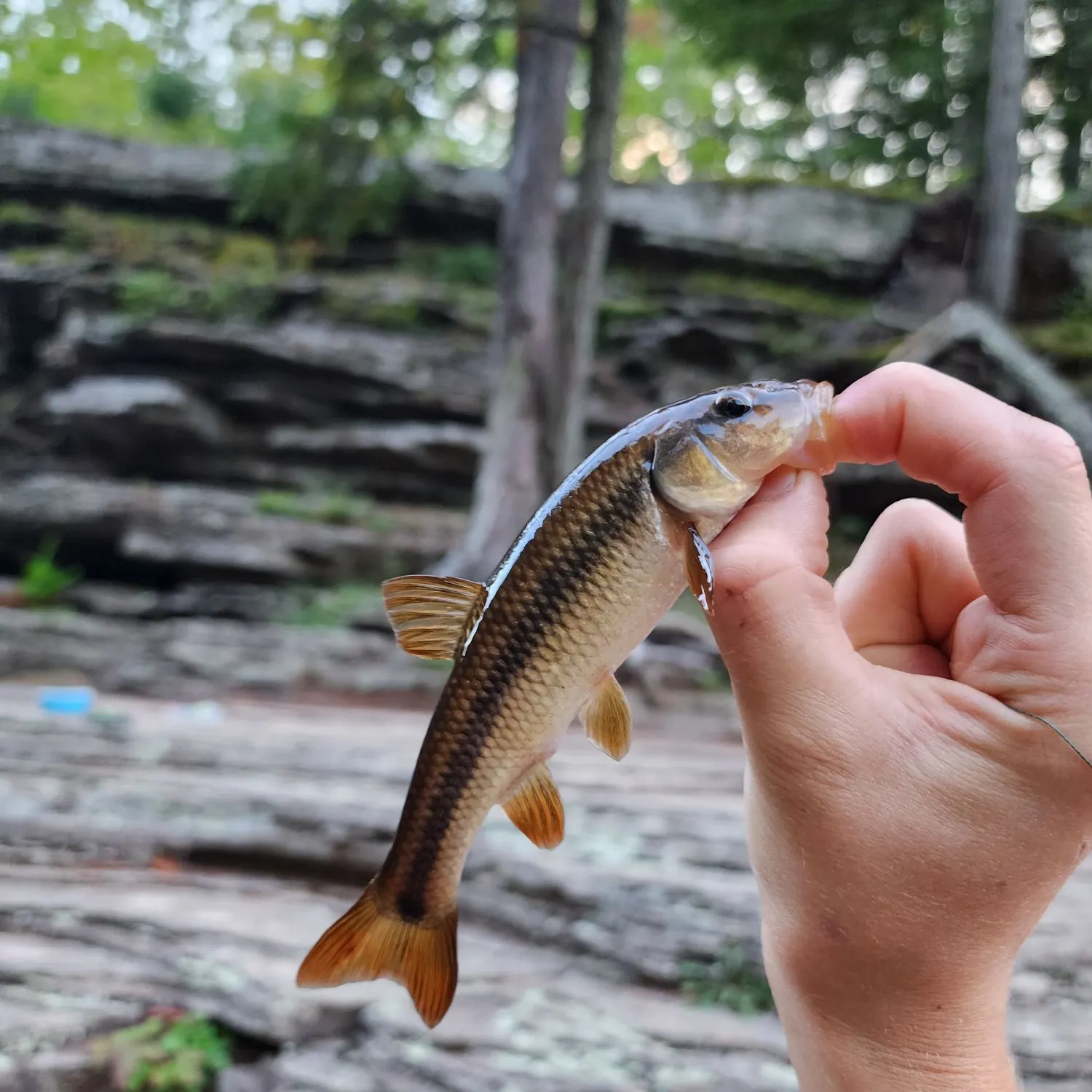 Hornyhead chub caught on Fishbrain