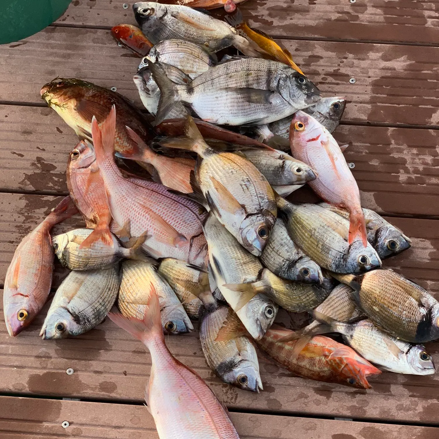 recently logged catches