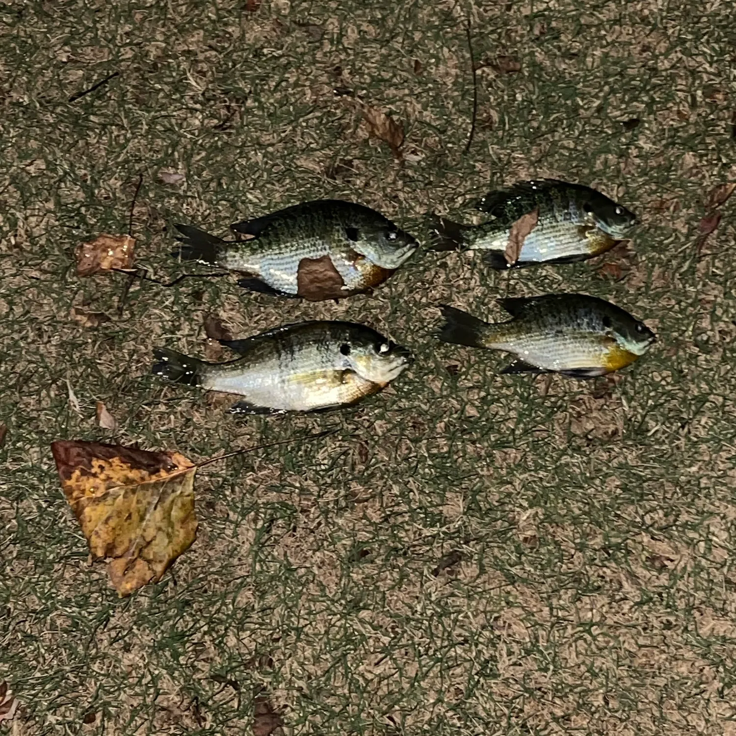 Bluegill caught on Fishbrain
