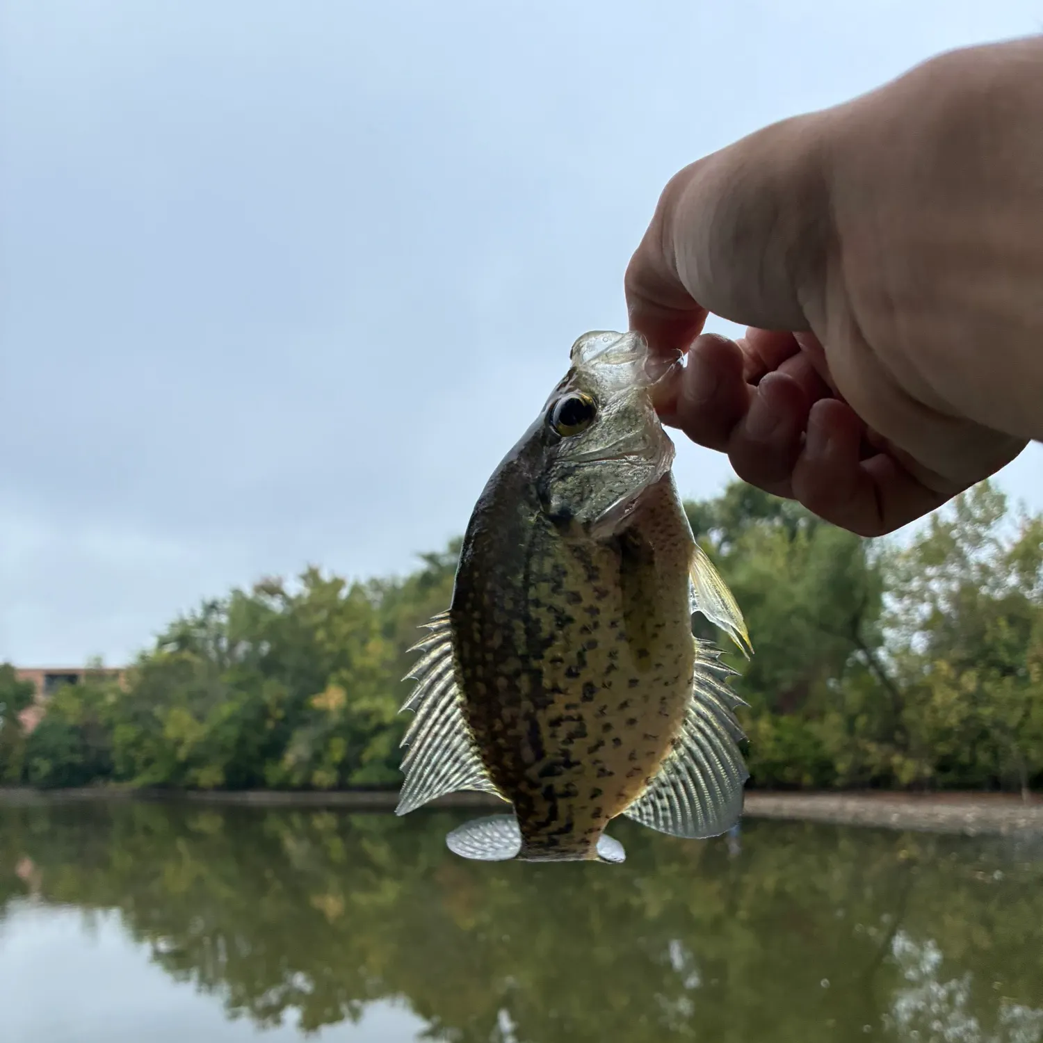 Black crappie caught on Fishbrain