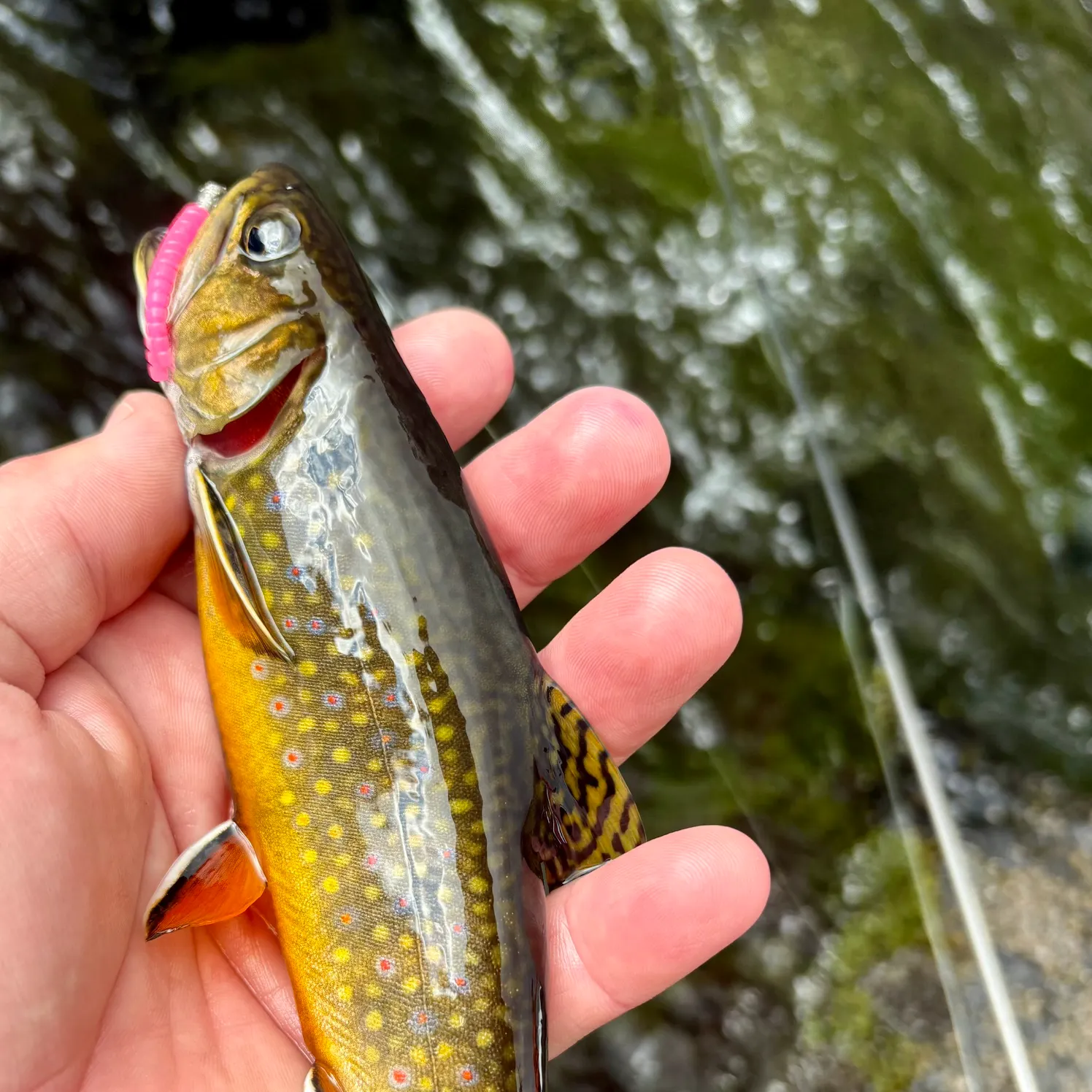 Brook trout caught on Fishbrain
