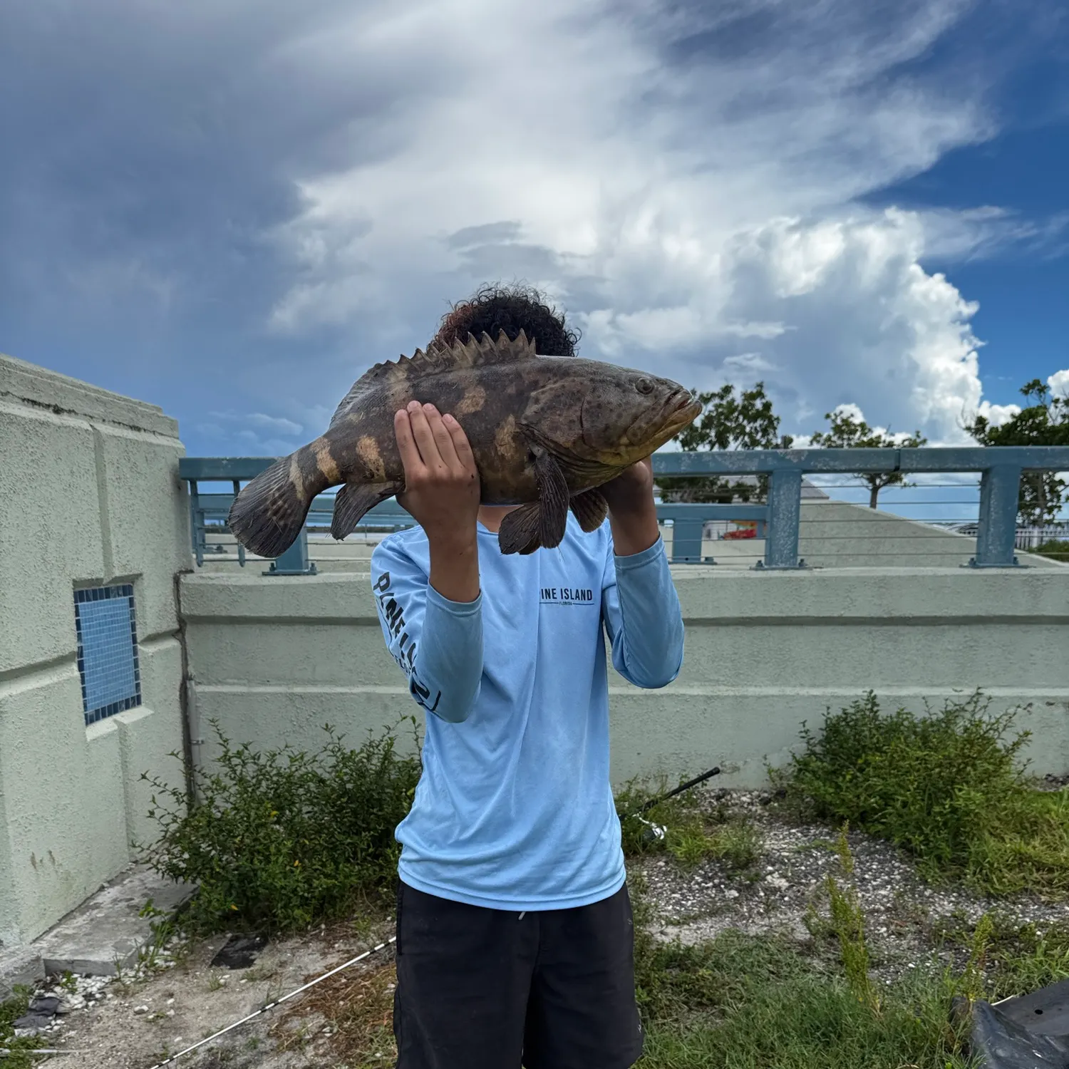 Atlantic goliath grouper caught on Fishbrain