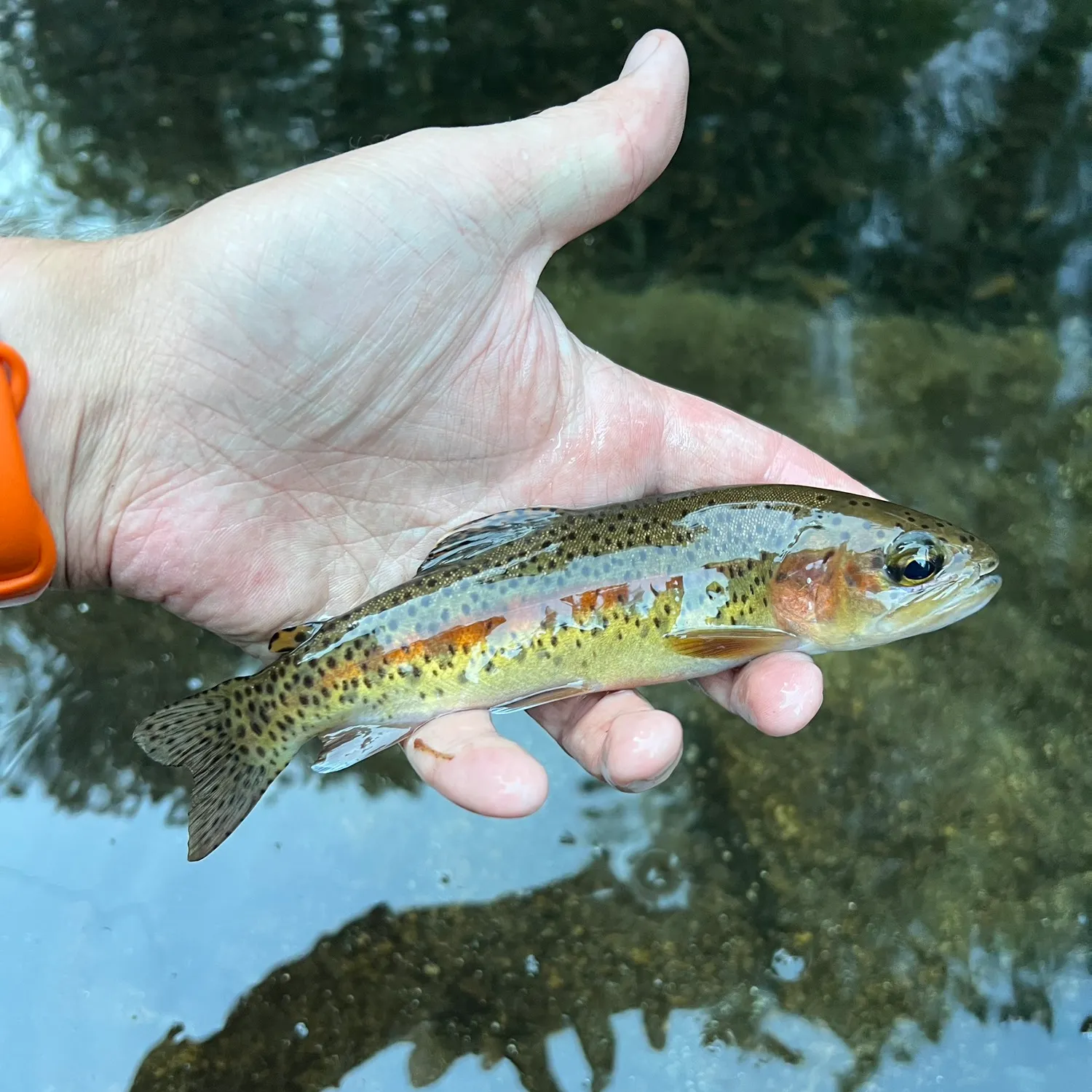 The most recent Kern River Rainbow Trout catches on Fishbrain