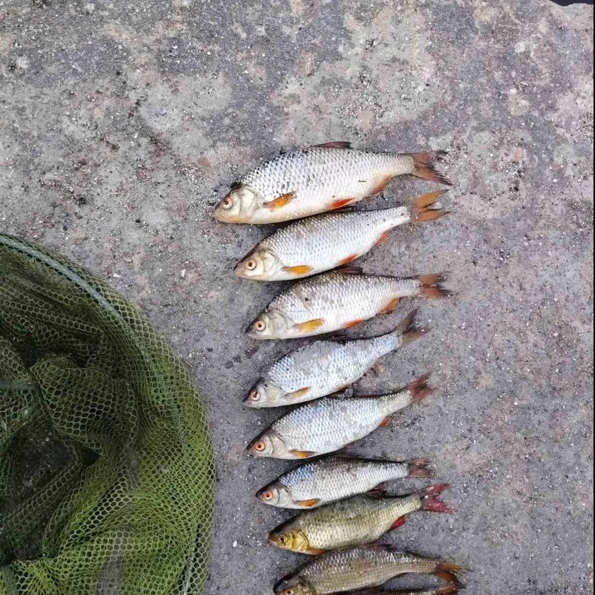 Common rudd caught on Fishbrain