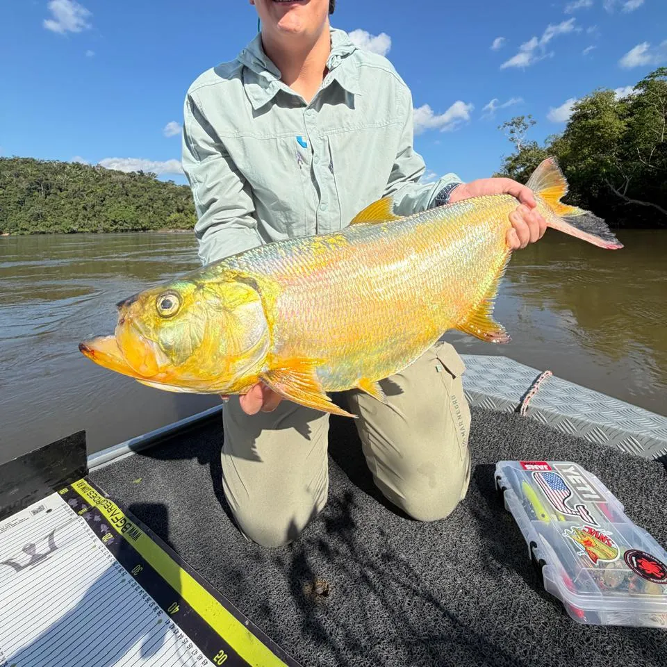 The most recent Amazon pellona catches on Fishbrain