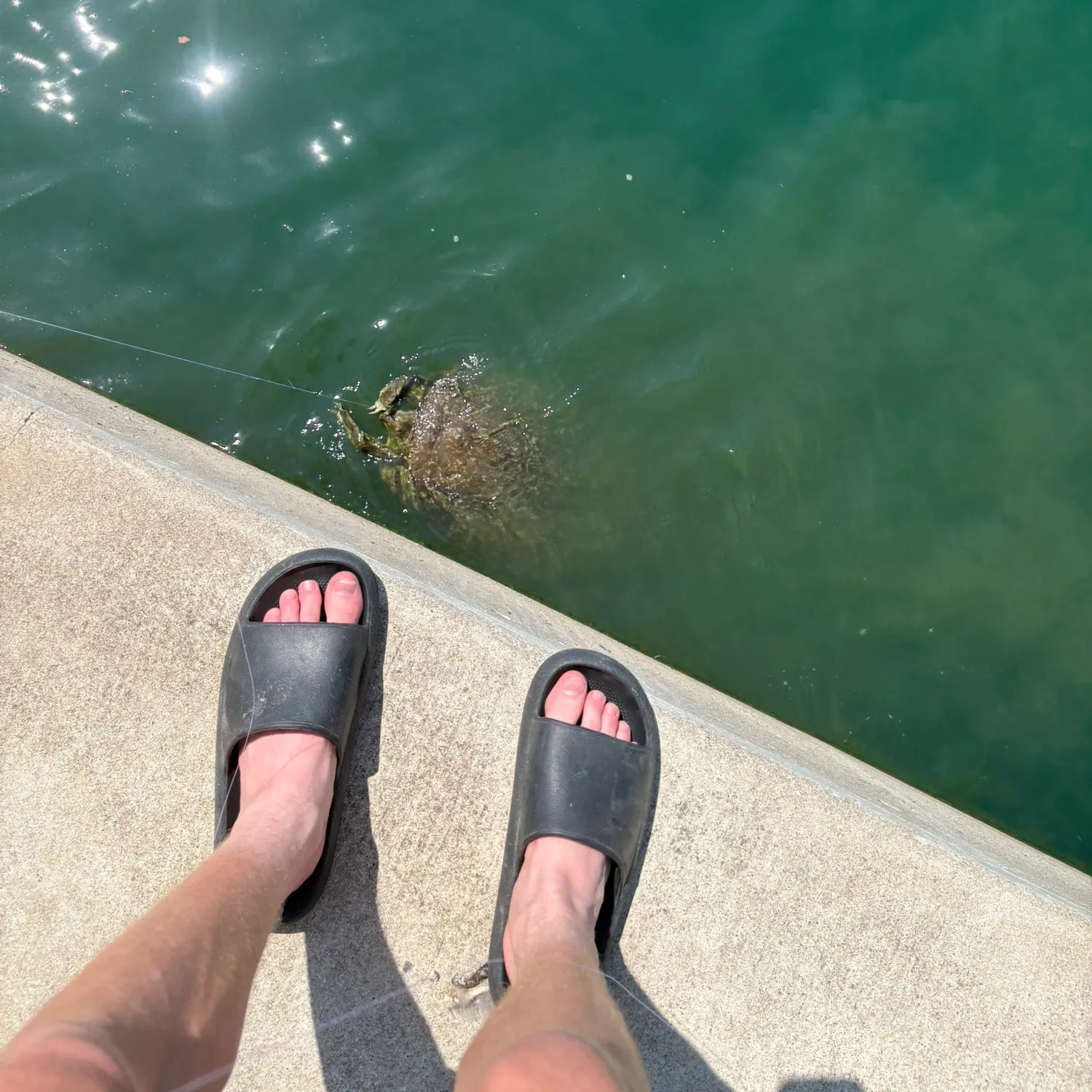The most recent Smooth softshell turtle catches on Fishbrain