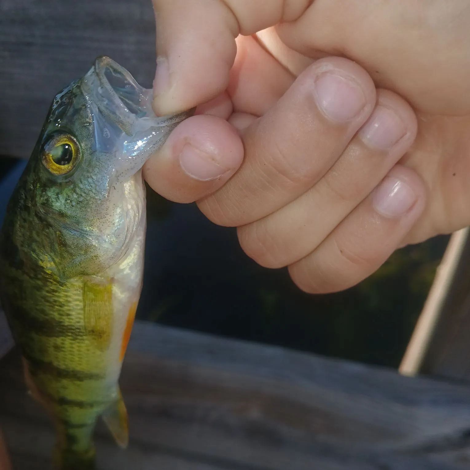 Yellow perch caught on Fishbrain