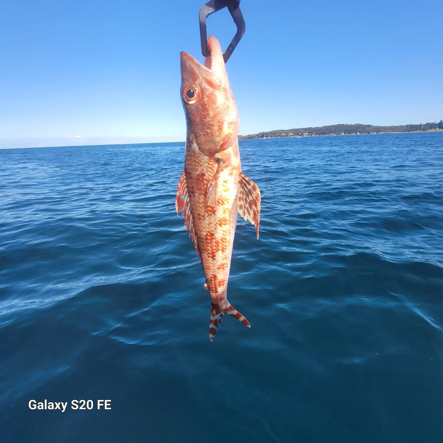 The most recent Red gurnard catches on Fishbrain