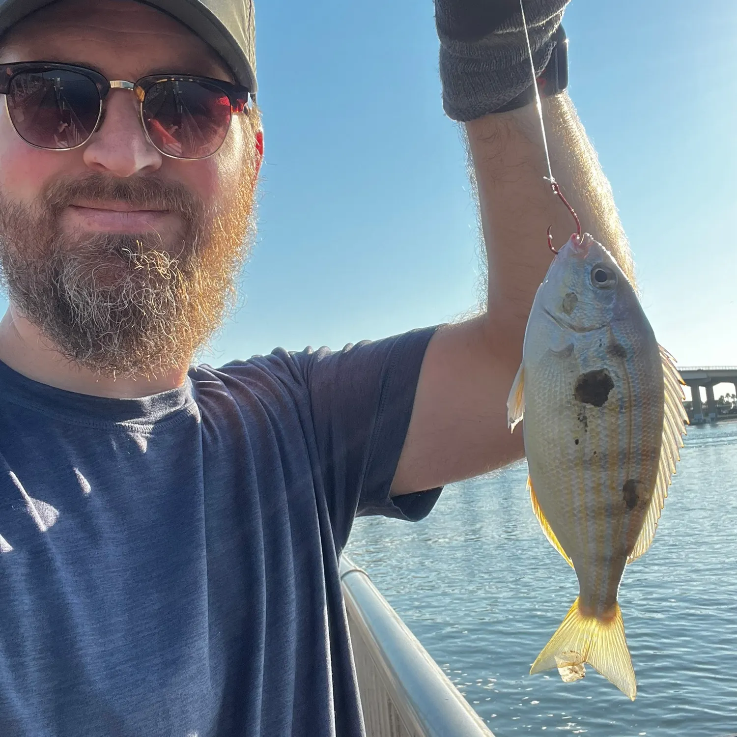 Pinfish caught on Fishbrain