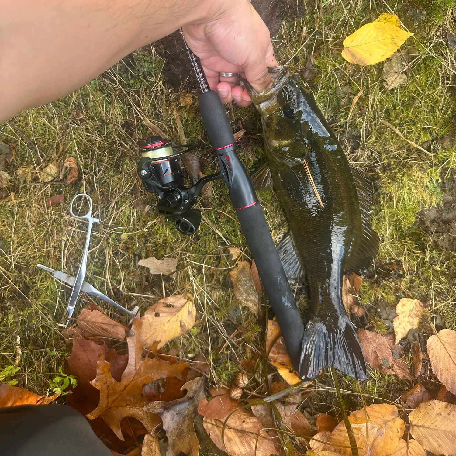 Smallmouth bass caught on Fishbrain