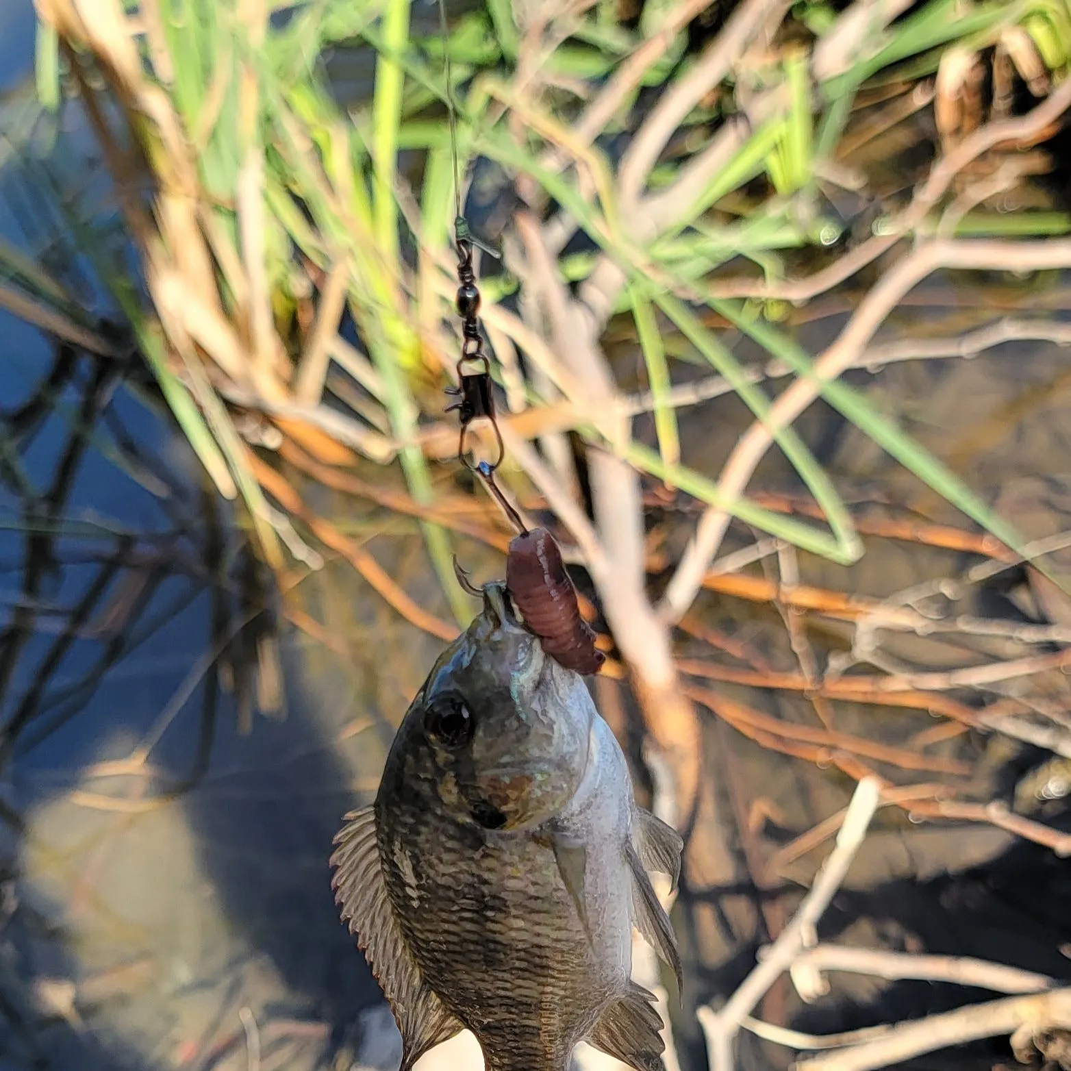 The most recent Nile tilapia catches on Fishbrain