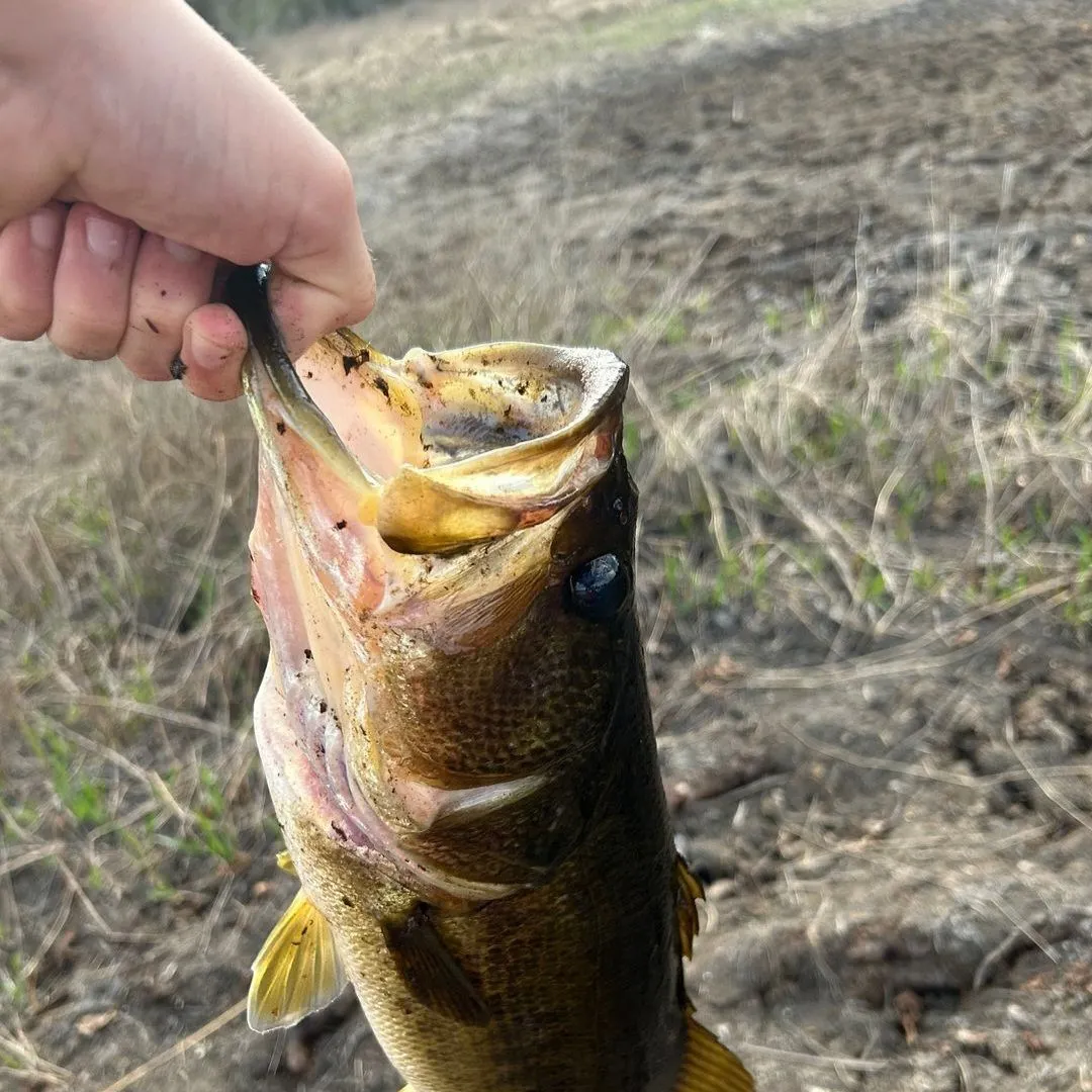 The most recent Florida bass catches on Fishbrain