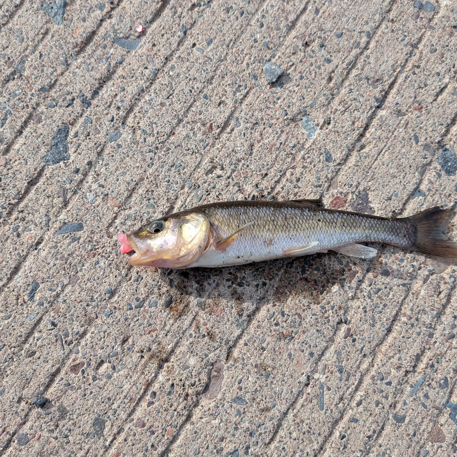 angler catch