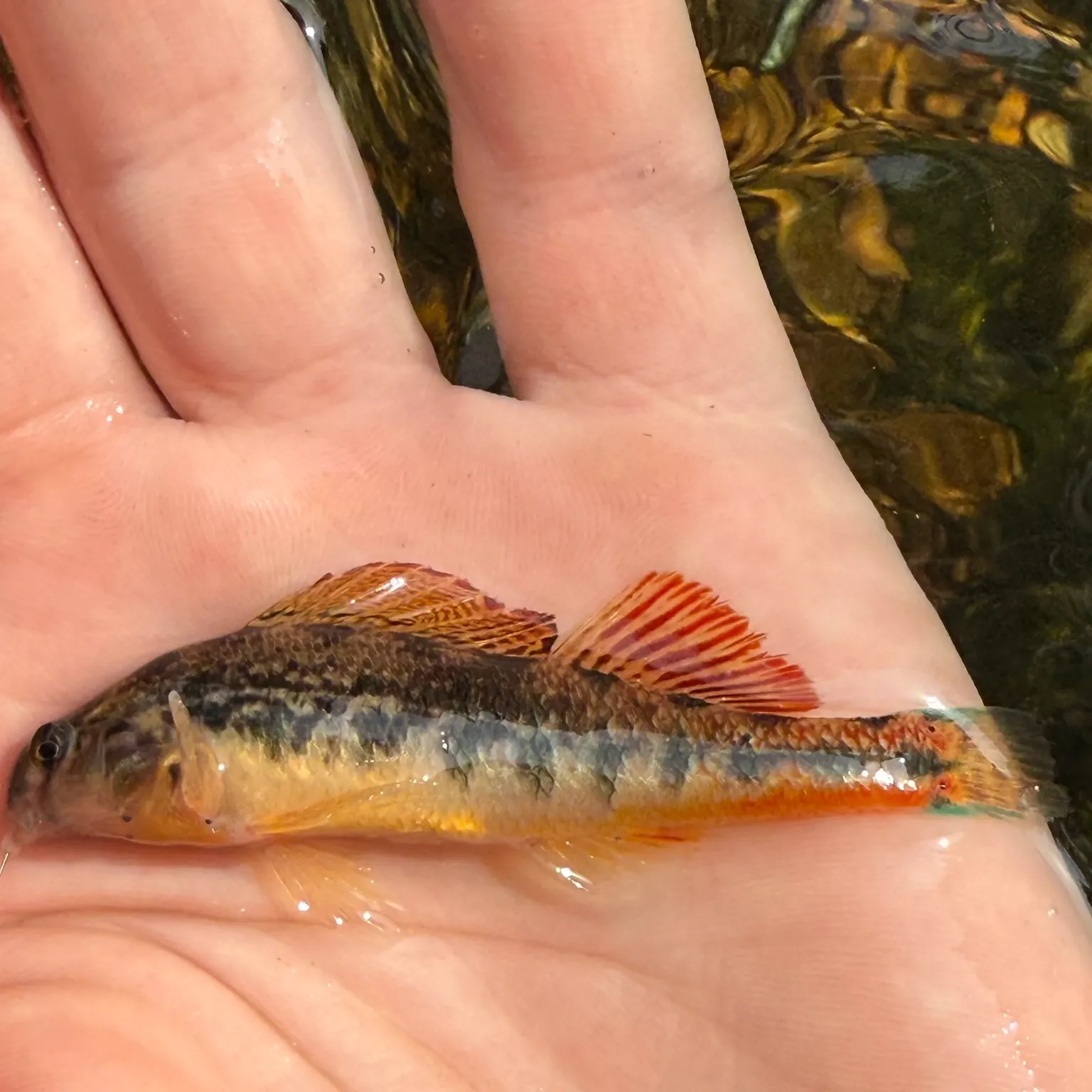 The most recent Blackside snubnose darter catches on Fishbrain