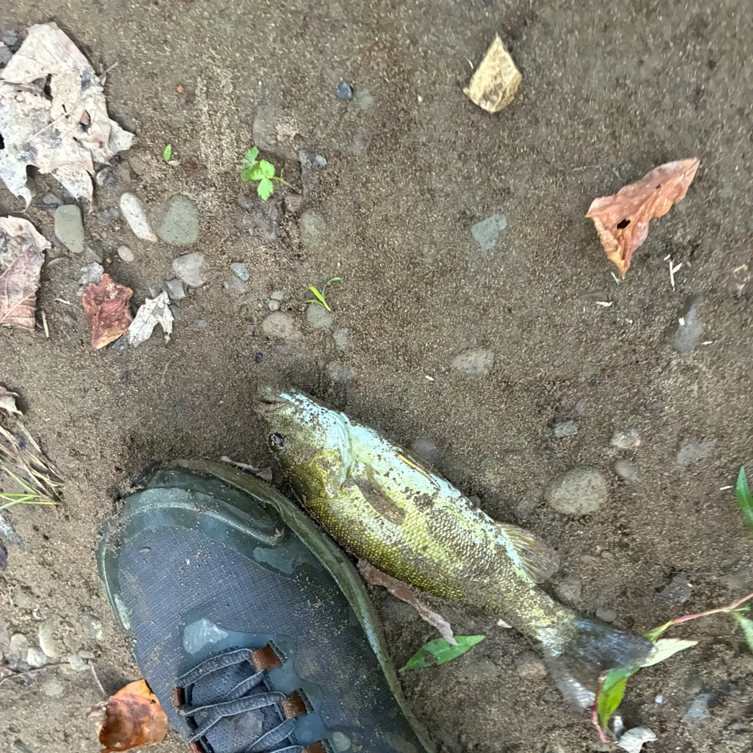 Smallmouth bass caught on Fishbrain