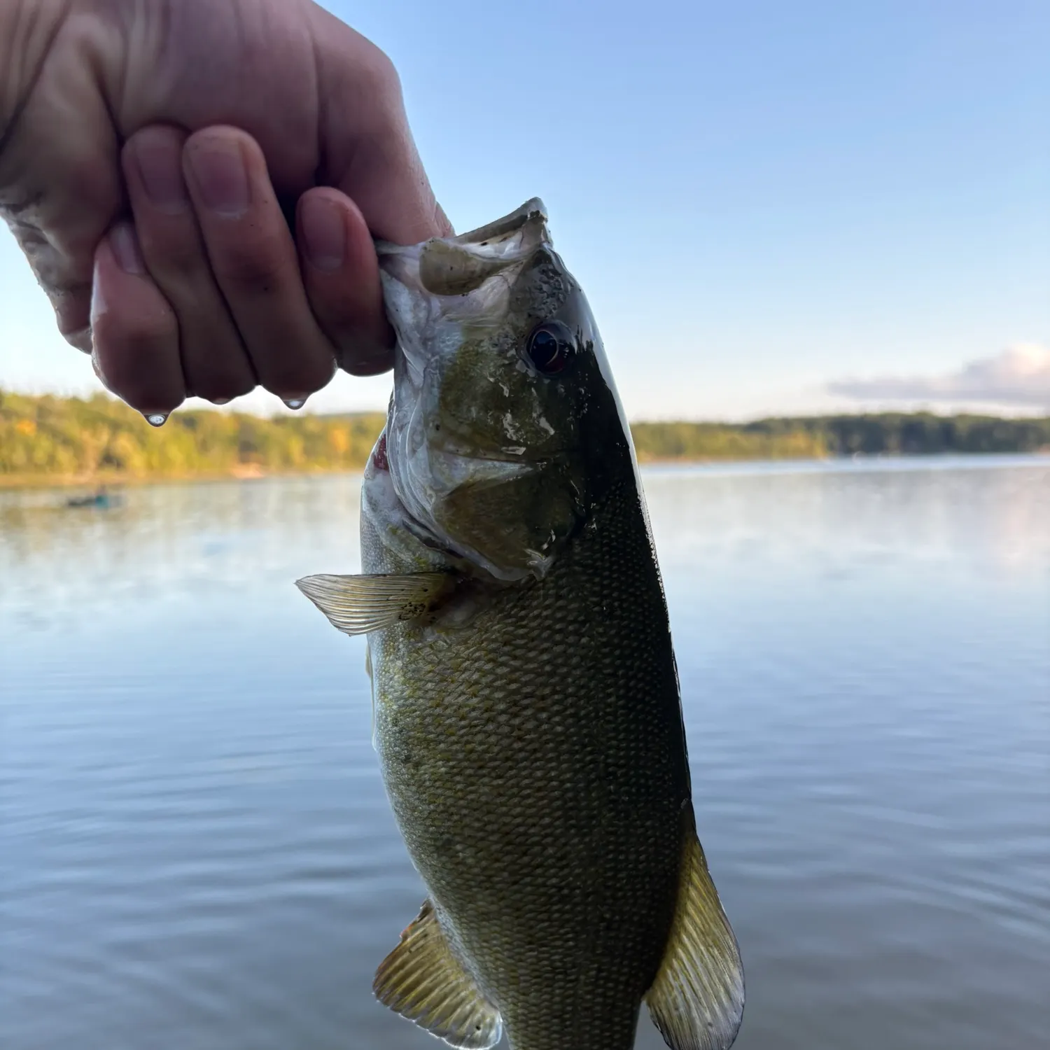 Smallmouth bass caught on Fishbrain