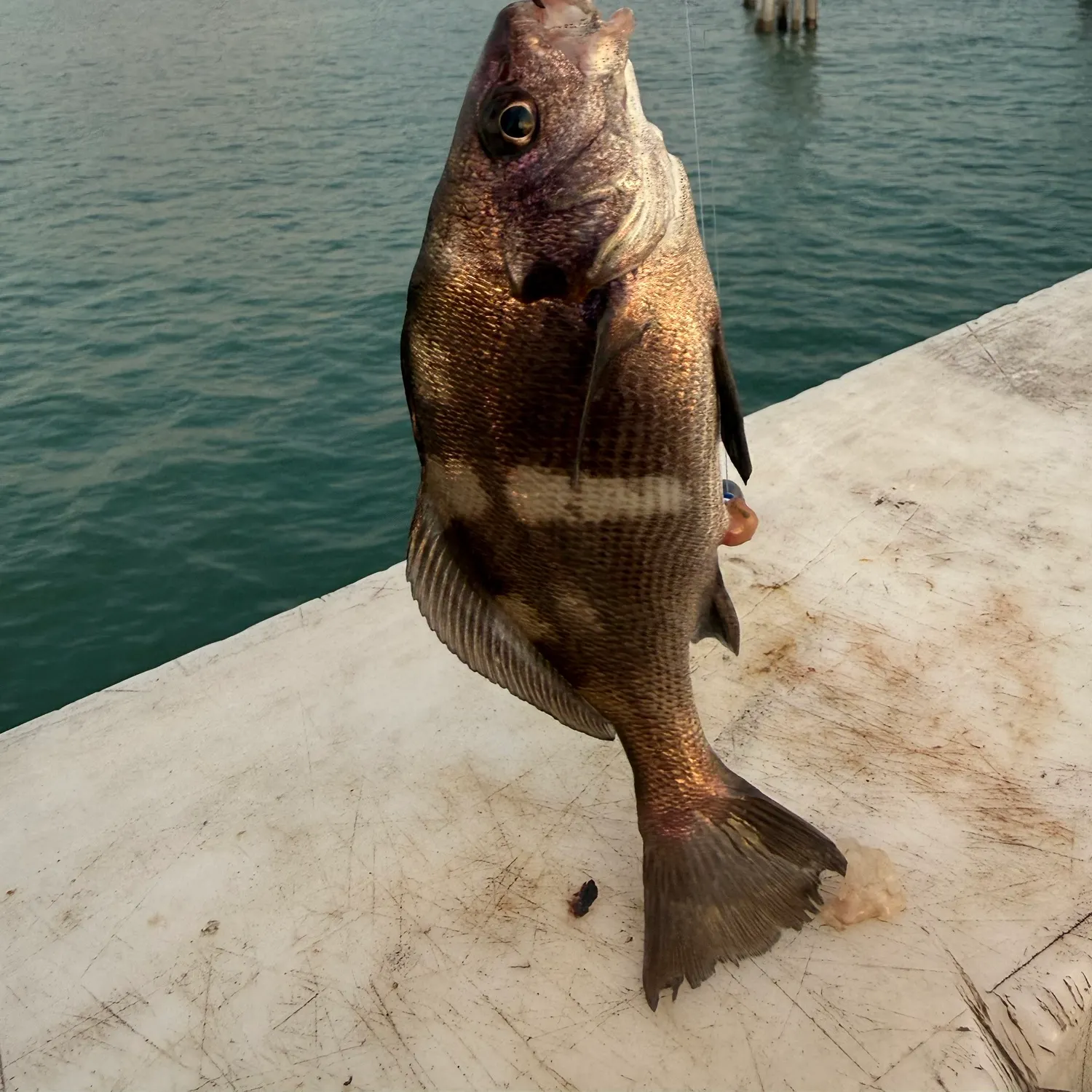 The most recent Black croaker catches on Fishbrain