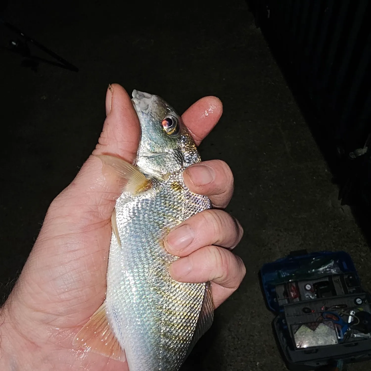 Spot croaker caught on Fishbrain