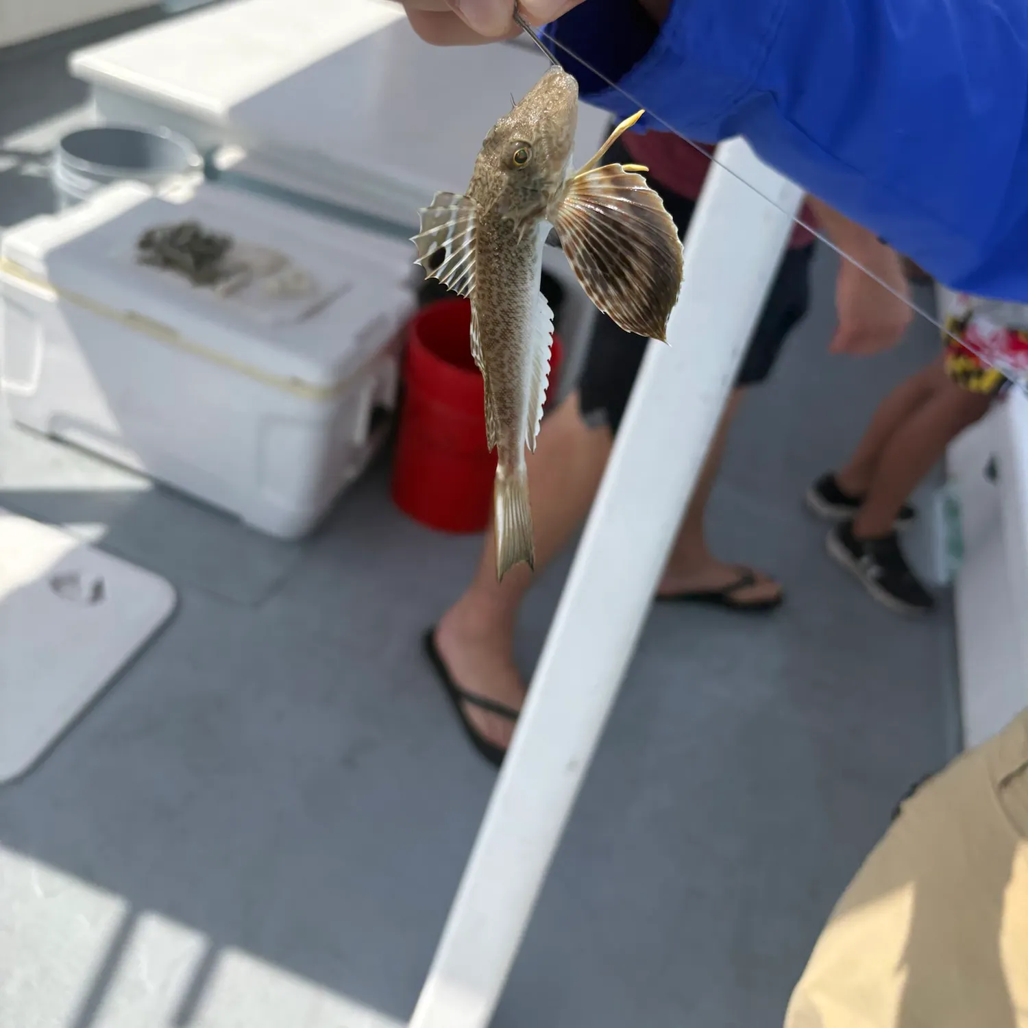 Striped searobin caught on Fishbrain