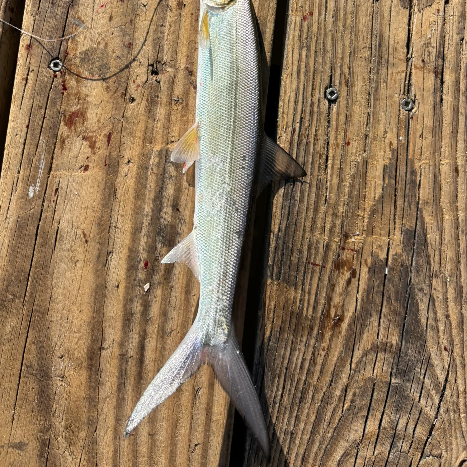 The most recent Ladyfish catches on Fishbrain