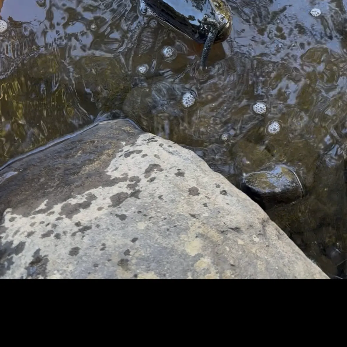 Northern snakehead caught on Fishbrain