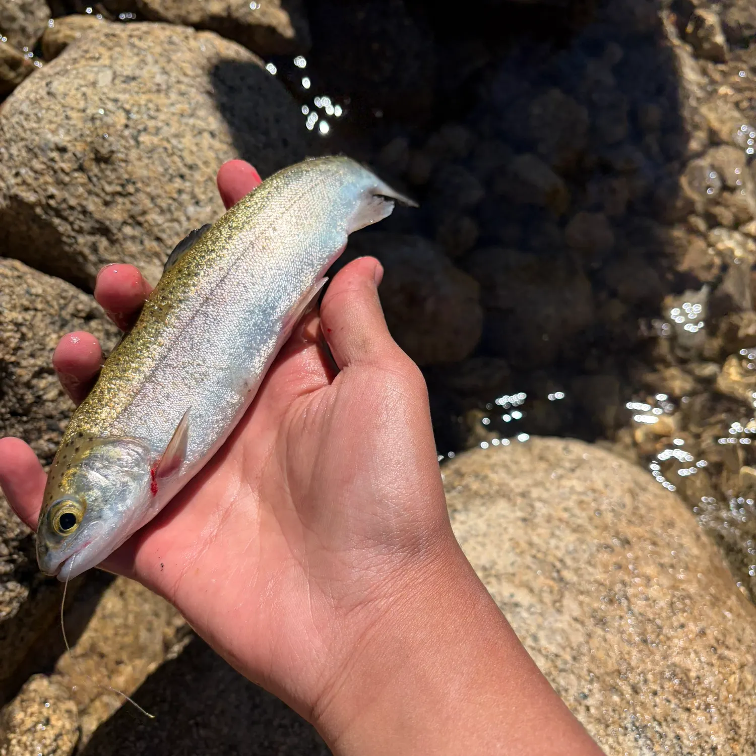 The most recent Golden trout catches on Fishbrain