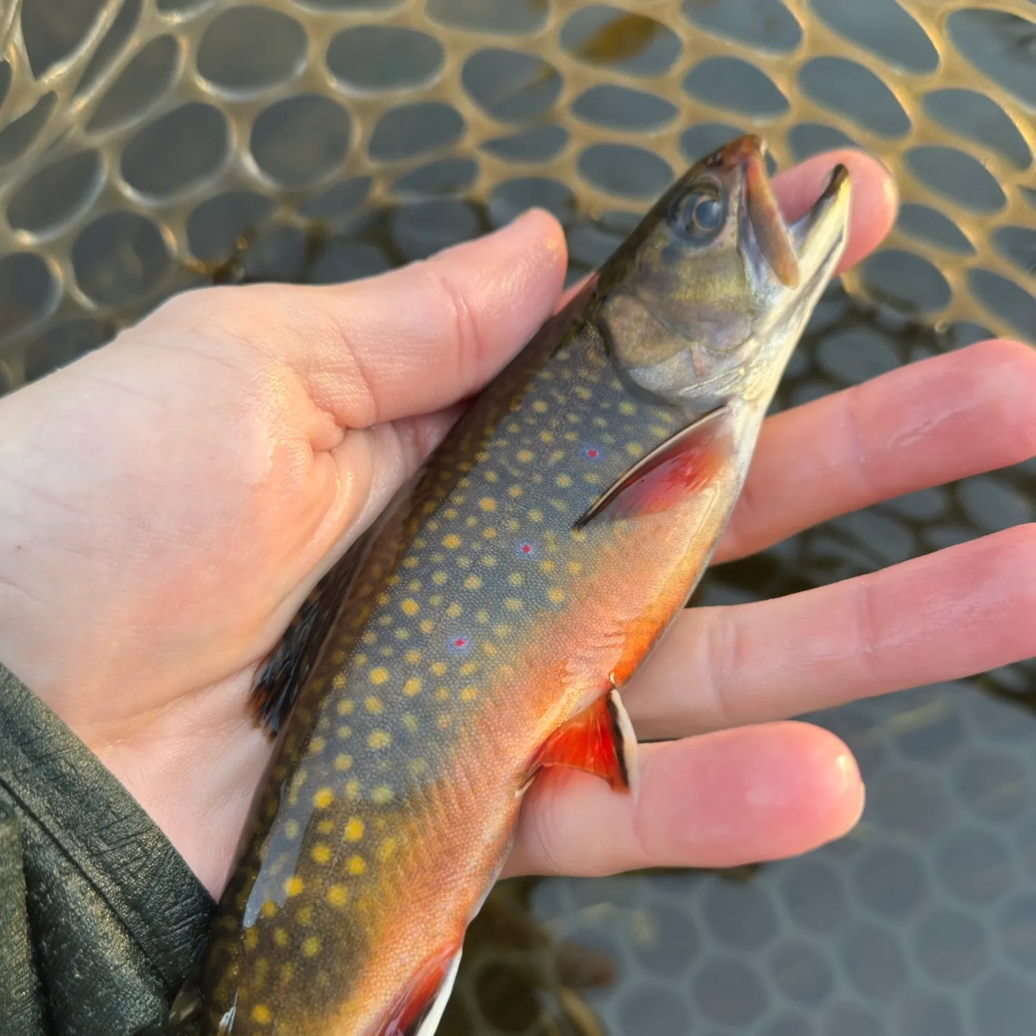Brook trout caught on Fishbrain