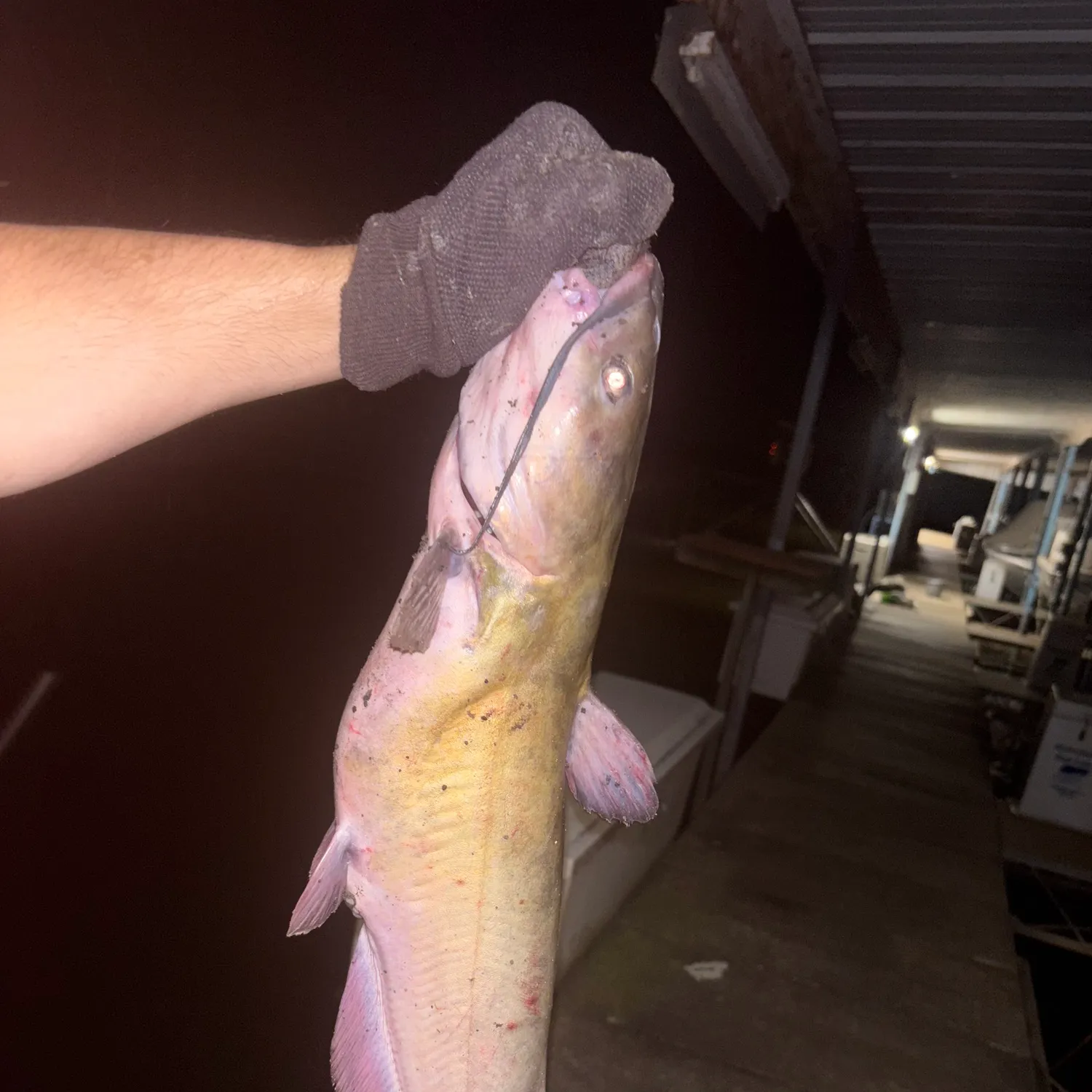 Channel catfish caught on Fishbrain