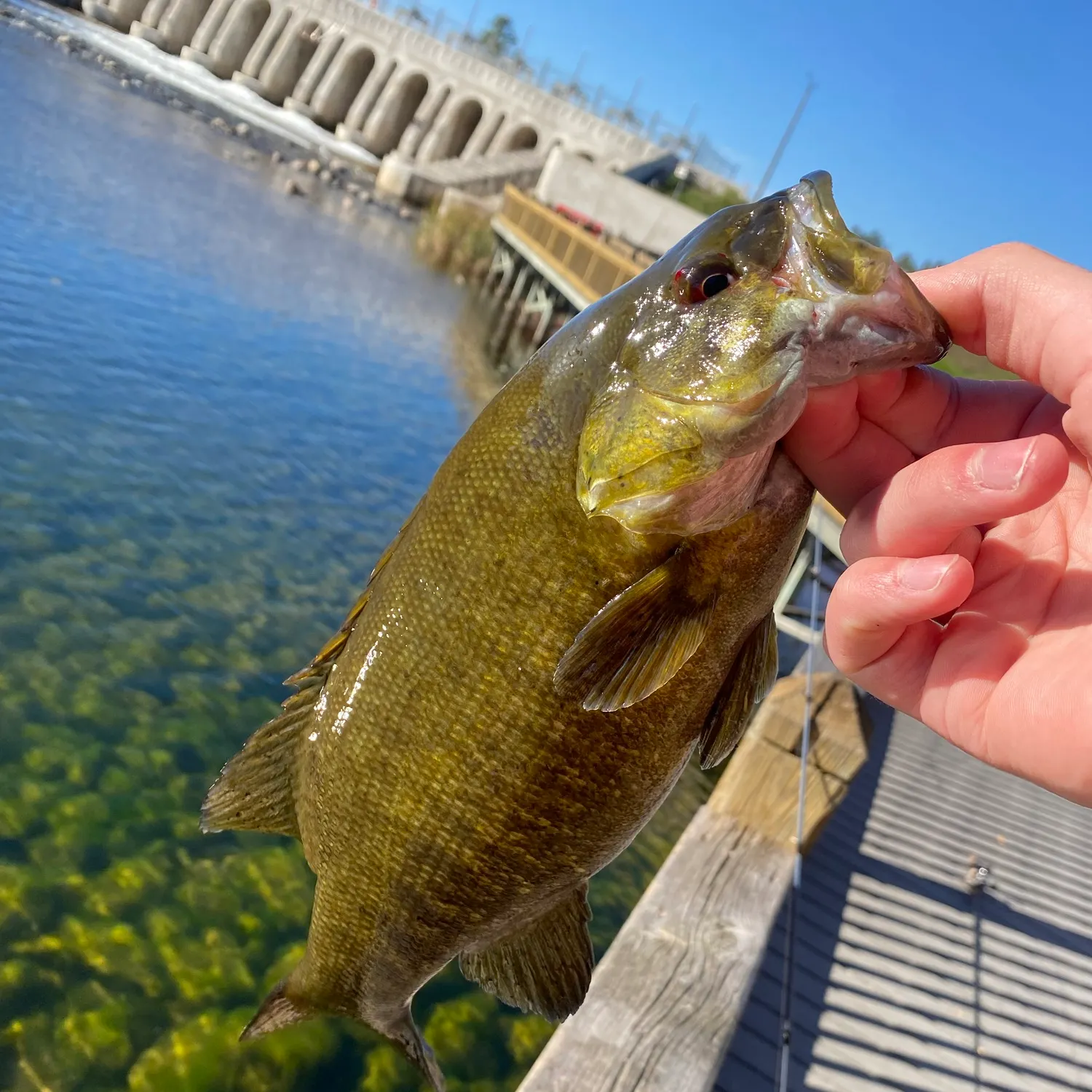 Smallmouth bass caught on Fishbrain