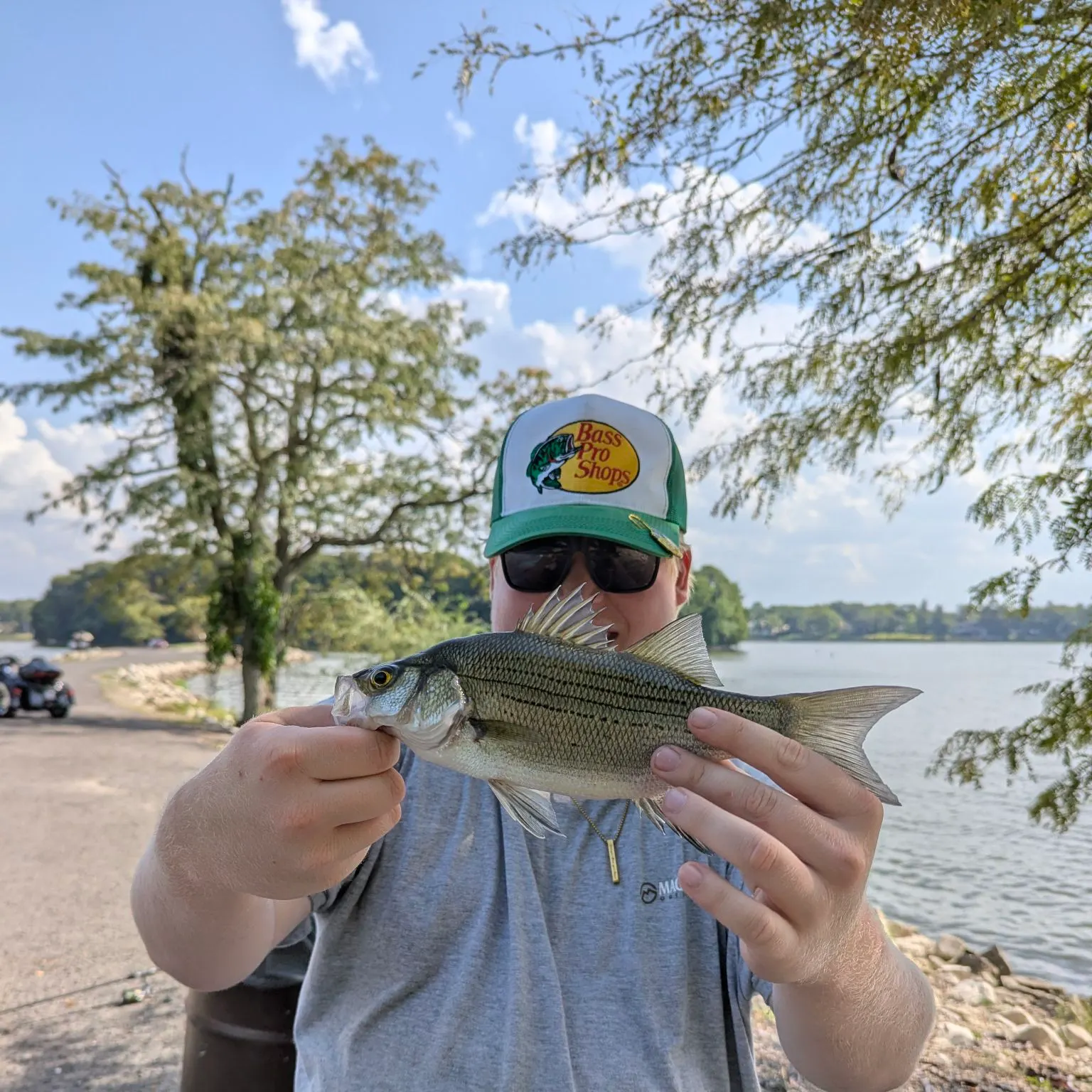 White bass caught on Fishbrain