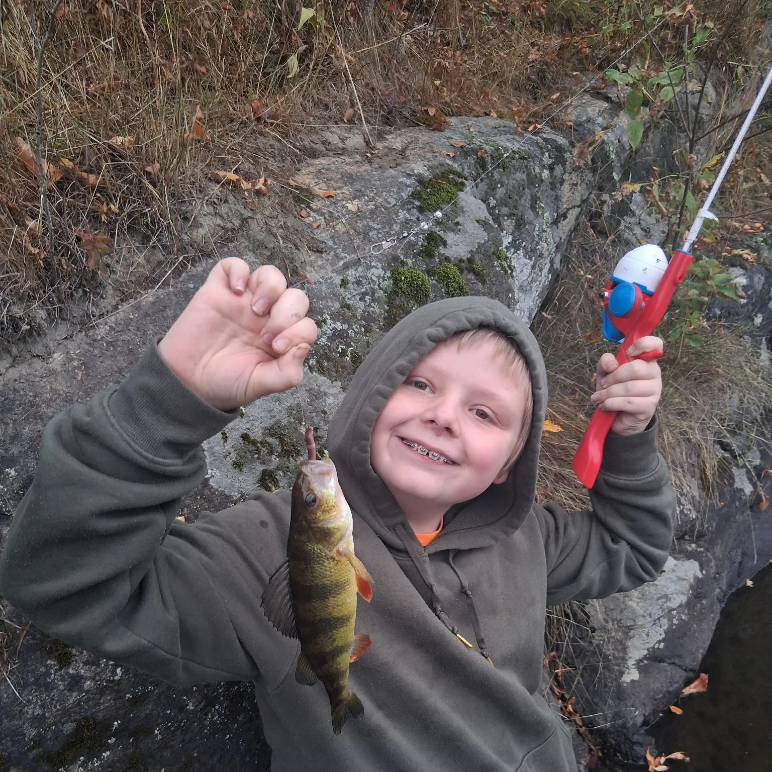 Yellow perch caught on Fishbrain