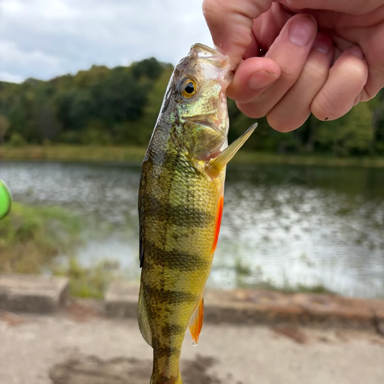 Yellow perch caught on Fishbrain