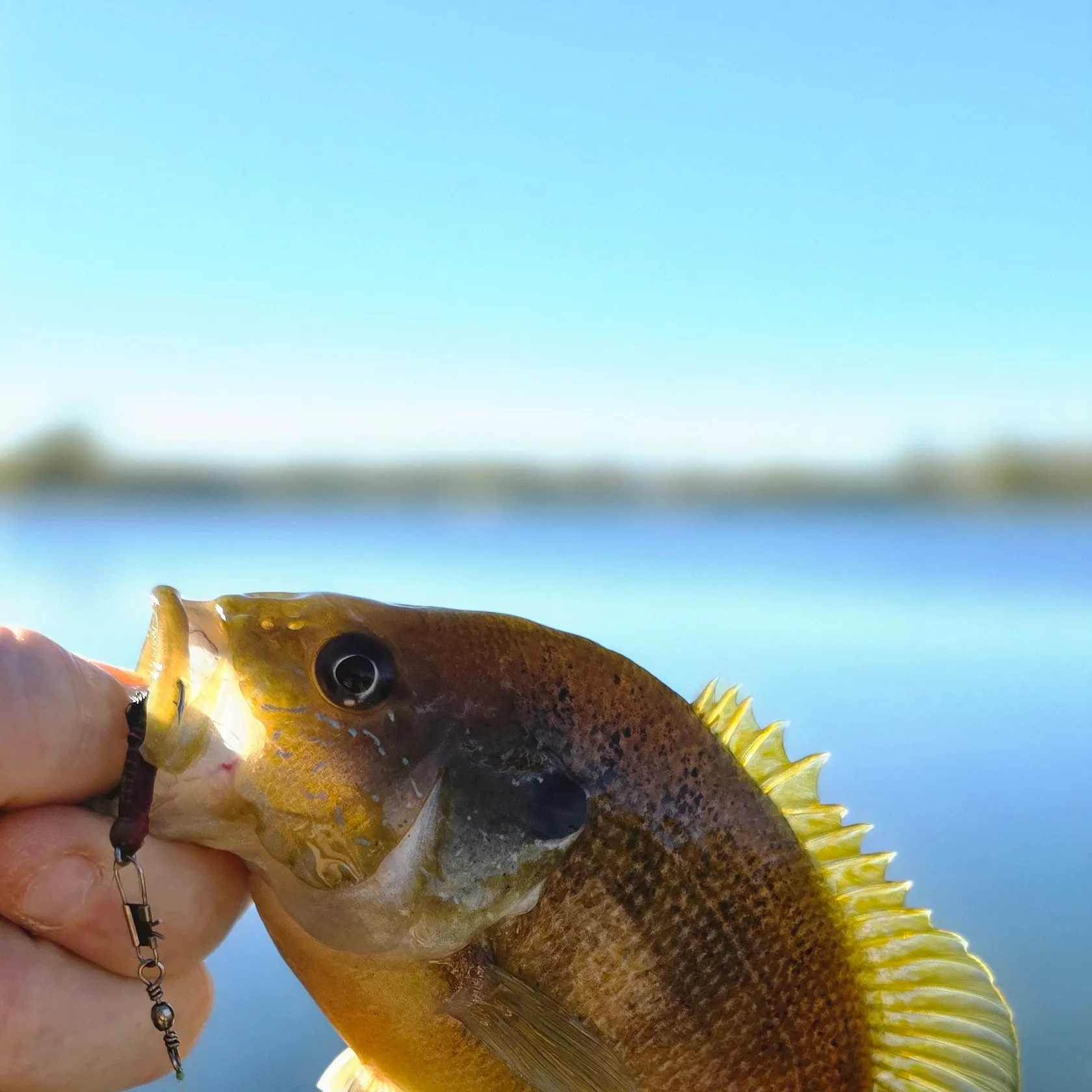 Green sunfish caught on Fishbrain