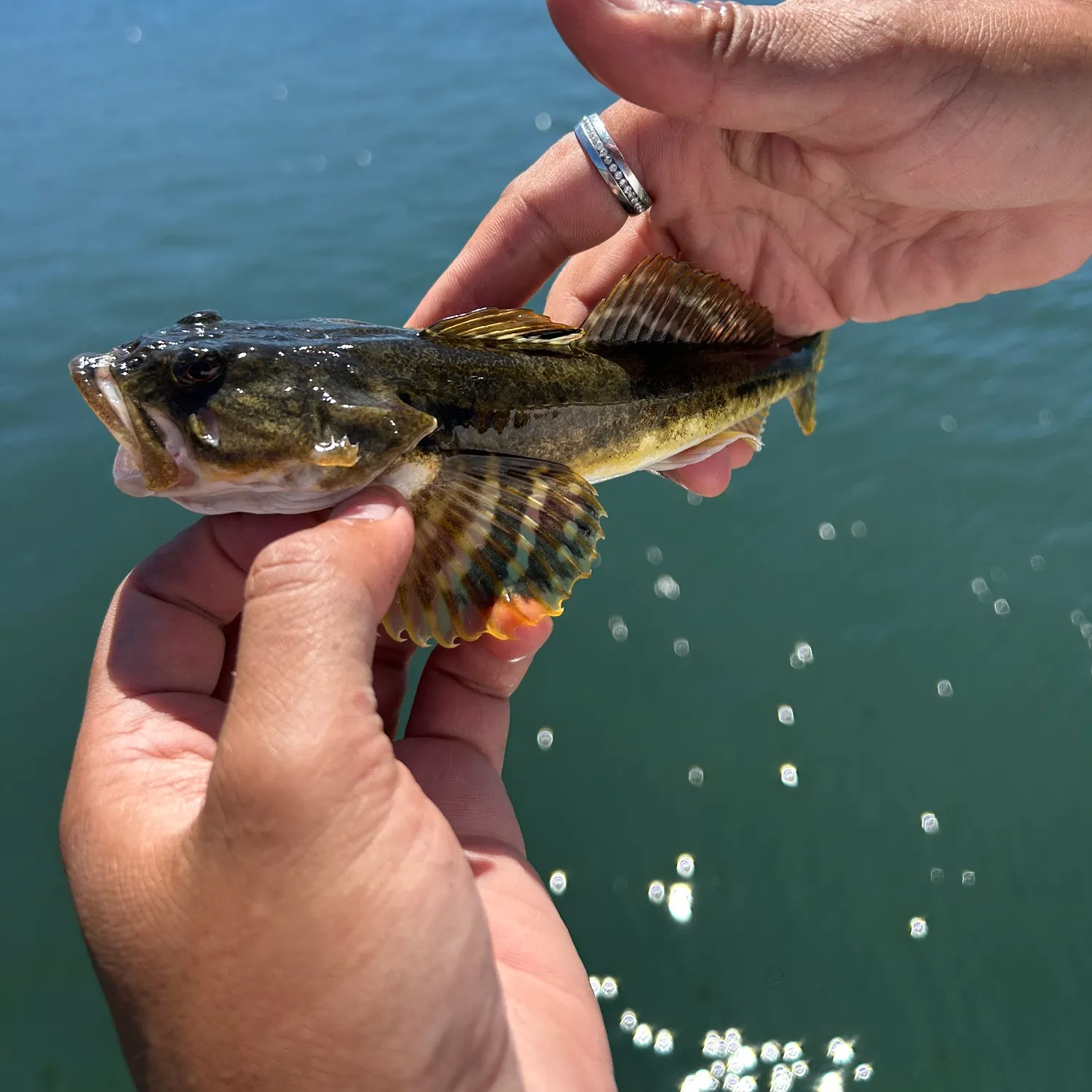 The most recent Cabezon catches on Fishbrain