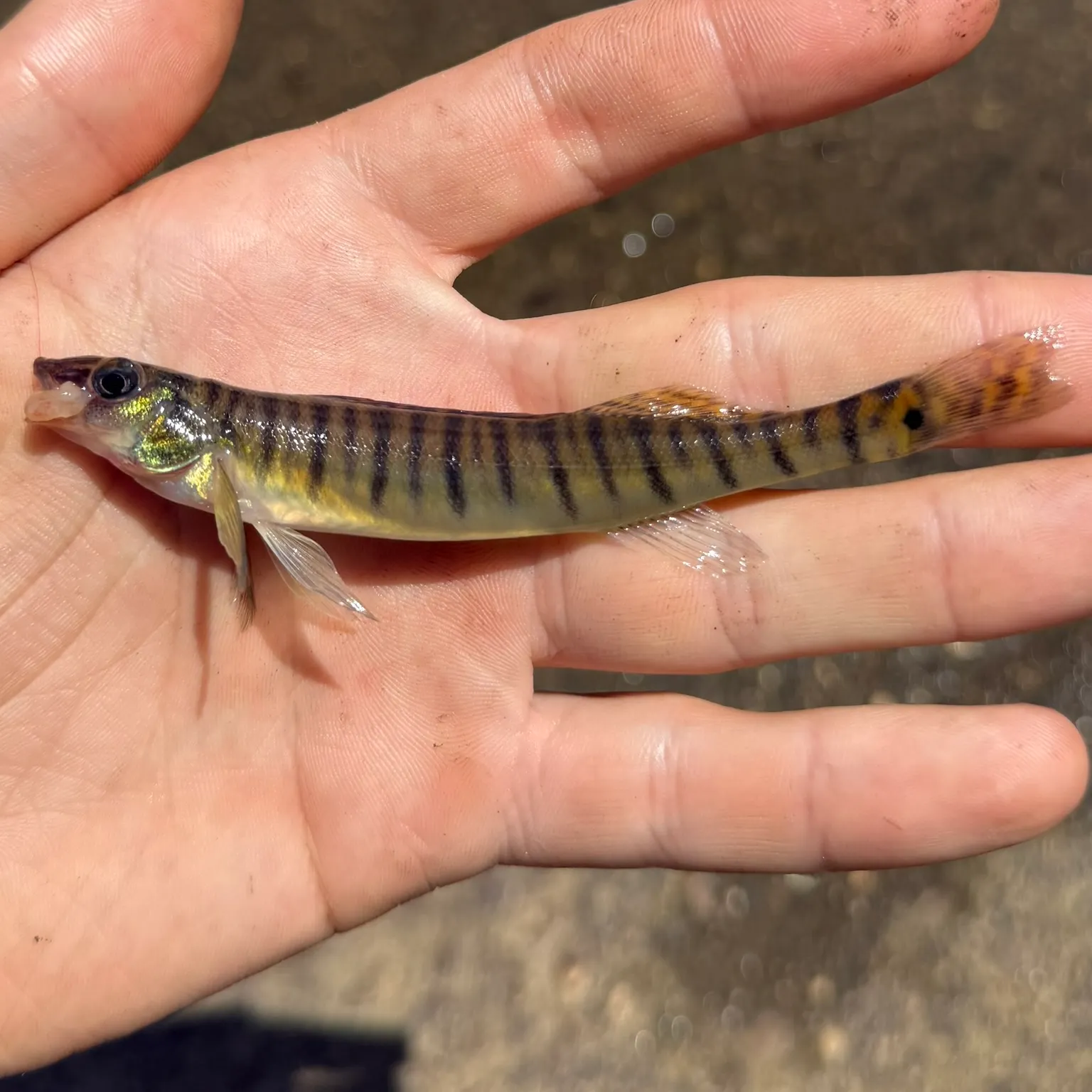 The most recent Gulf logperch catches on Fishbrain