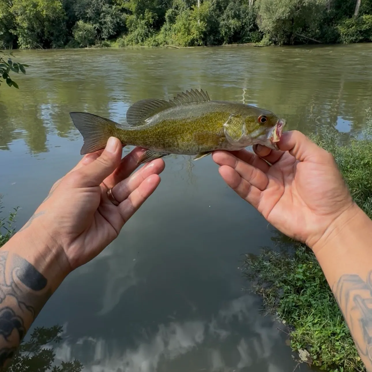 Smallmouth bass caught on Fishbrain