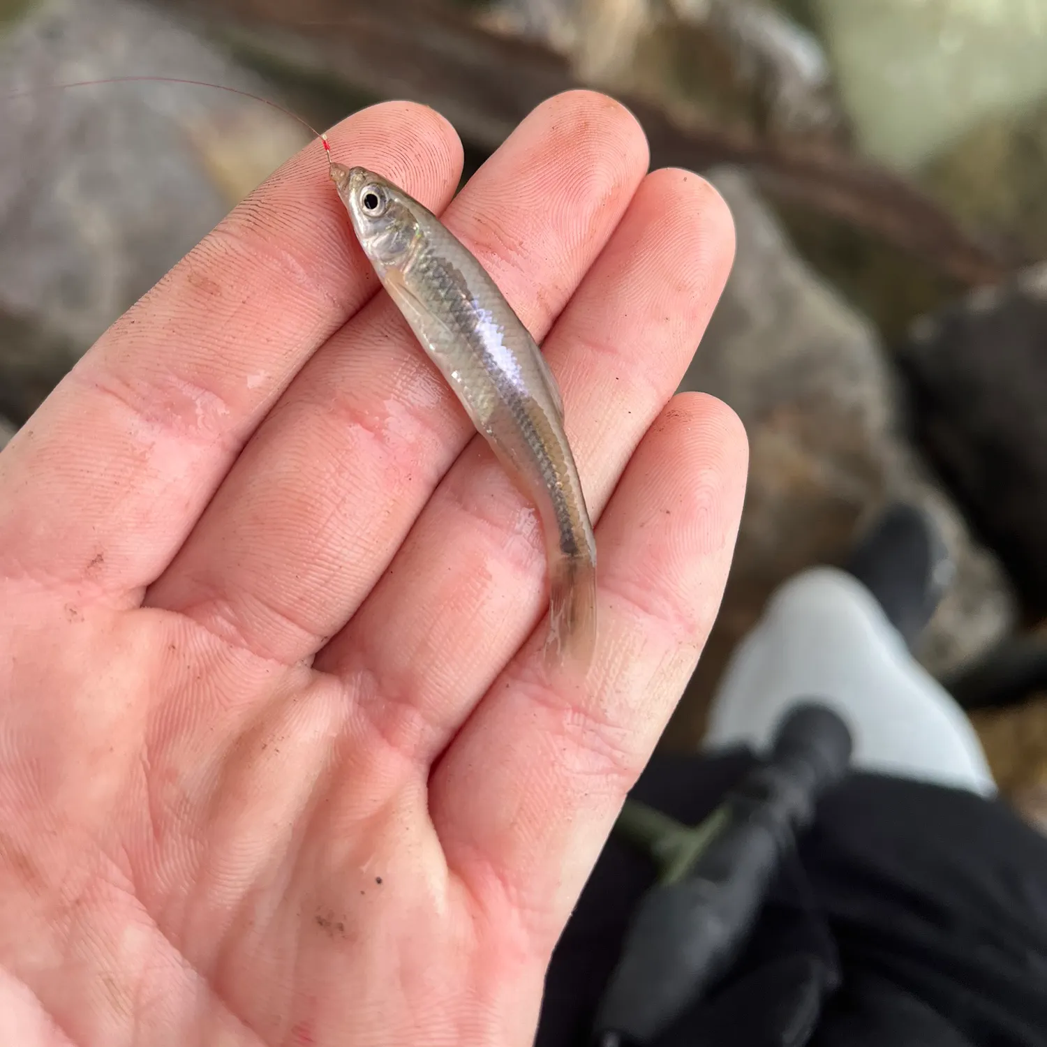 The most recent Spotfin shiner catches on Fishbrain