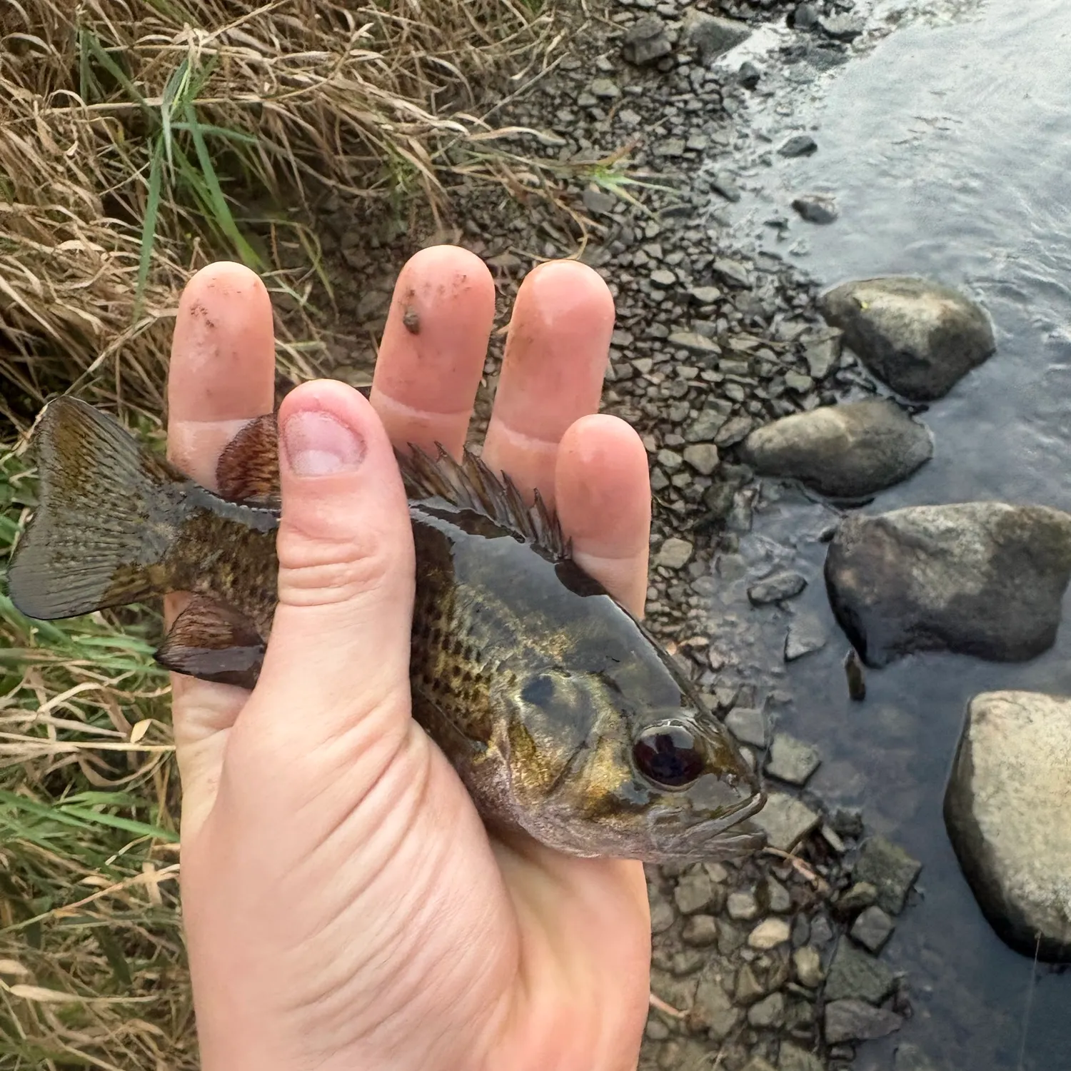 Rock bass caught on Fishbrain