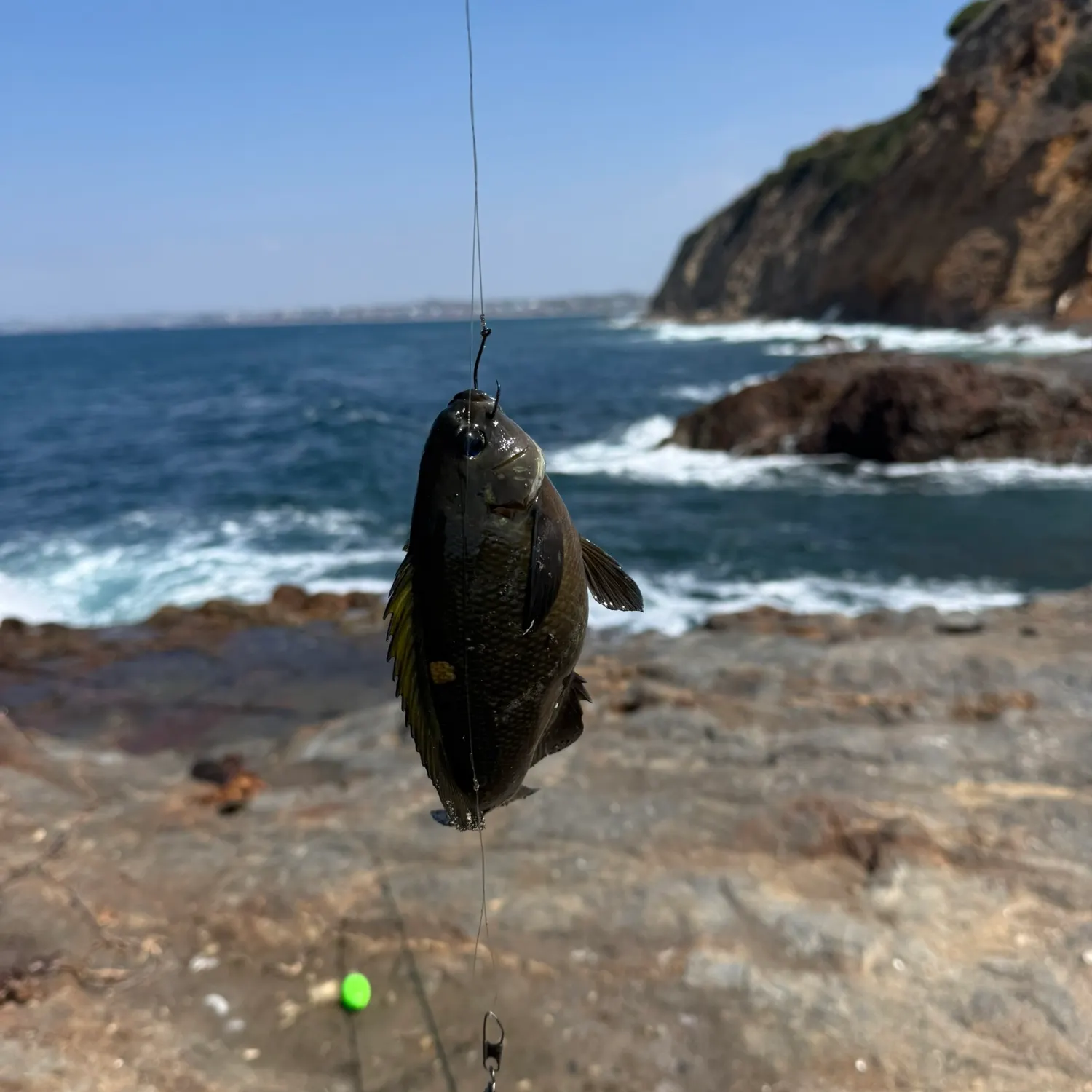 Opaleye caught on Fishbrain