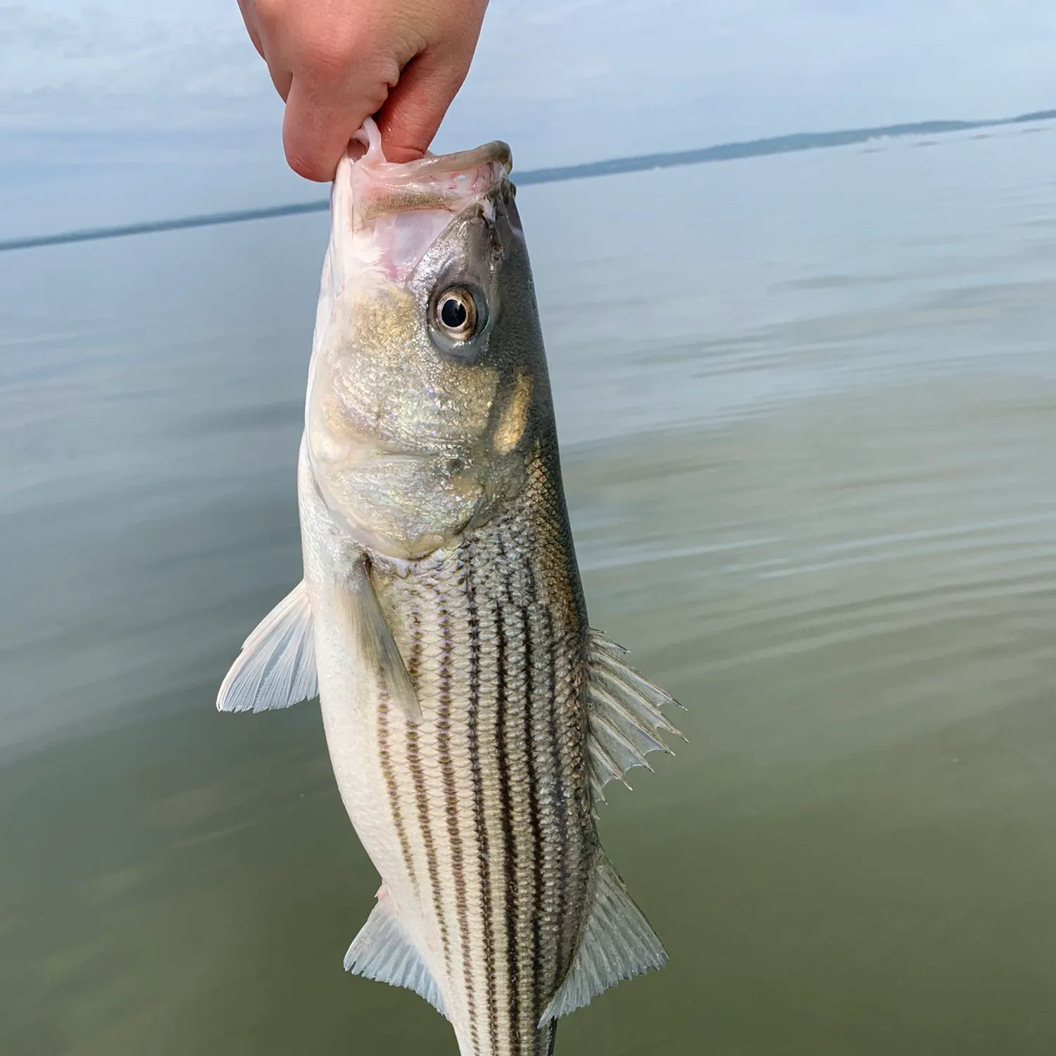 angler catch