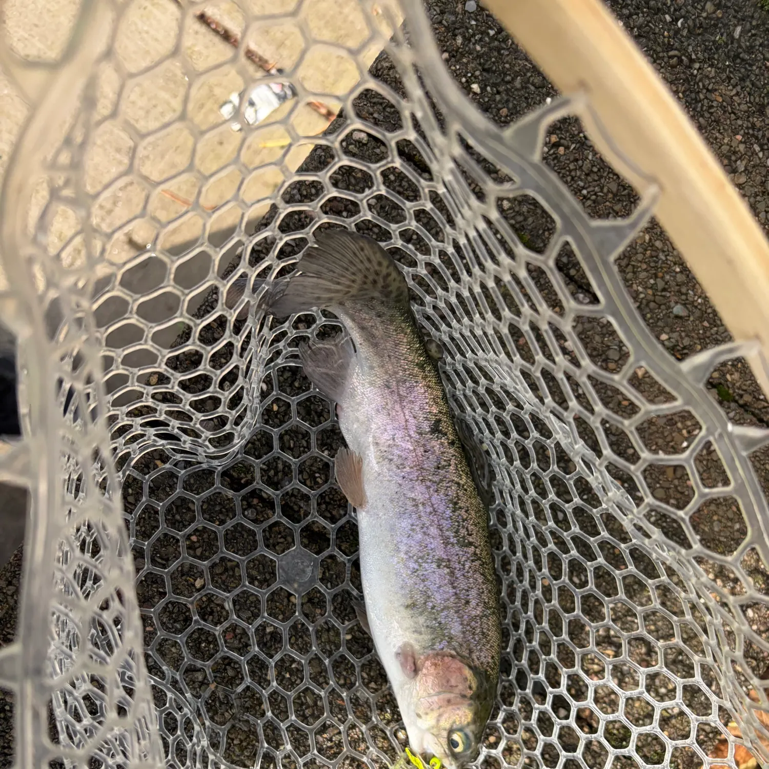 Rainbow trout caught on Fishbrain